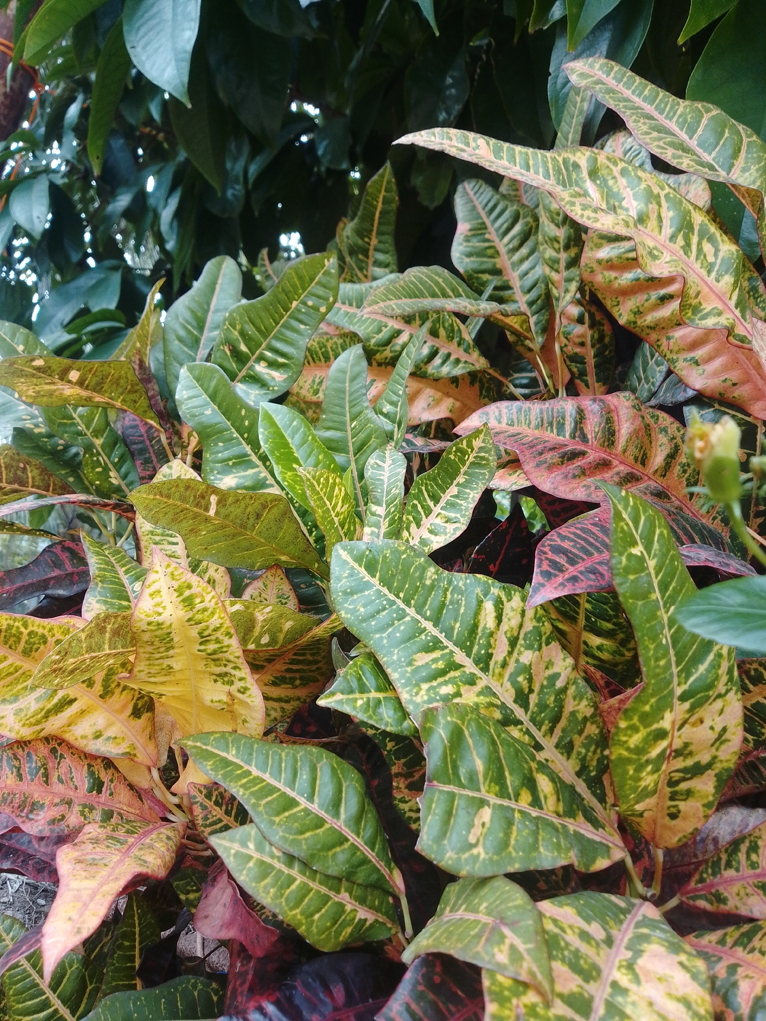 A close-up, high-angle shot captures a dense cluster of Croton plants in Seuneubokpidie, Indonesia. The leaves exhibit a vibrant mosaic of green, yellow, and red, with prominent veins. The foliage is lush and layered, with some leaves overlapping others. In the background, darker green leaves of other plants are visible, creating a natural, verdant setting. The lighting suggests it is daytime, with soft shadows and highlights on the leaves. No people or specific actions are depicted; the focus is solely on the botanical subject.
