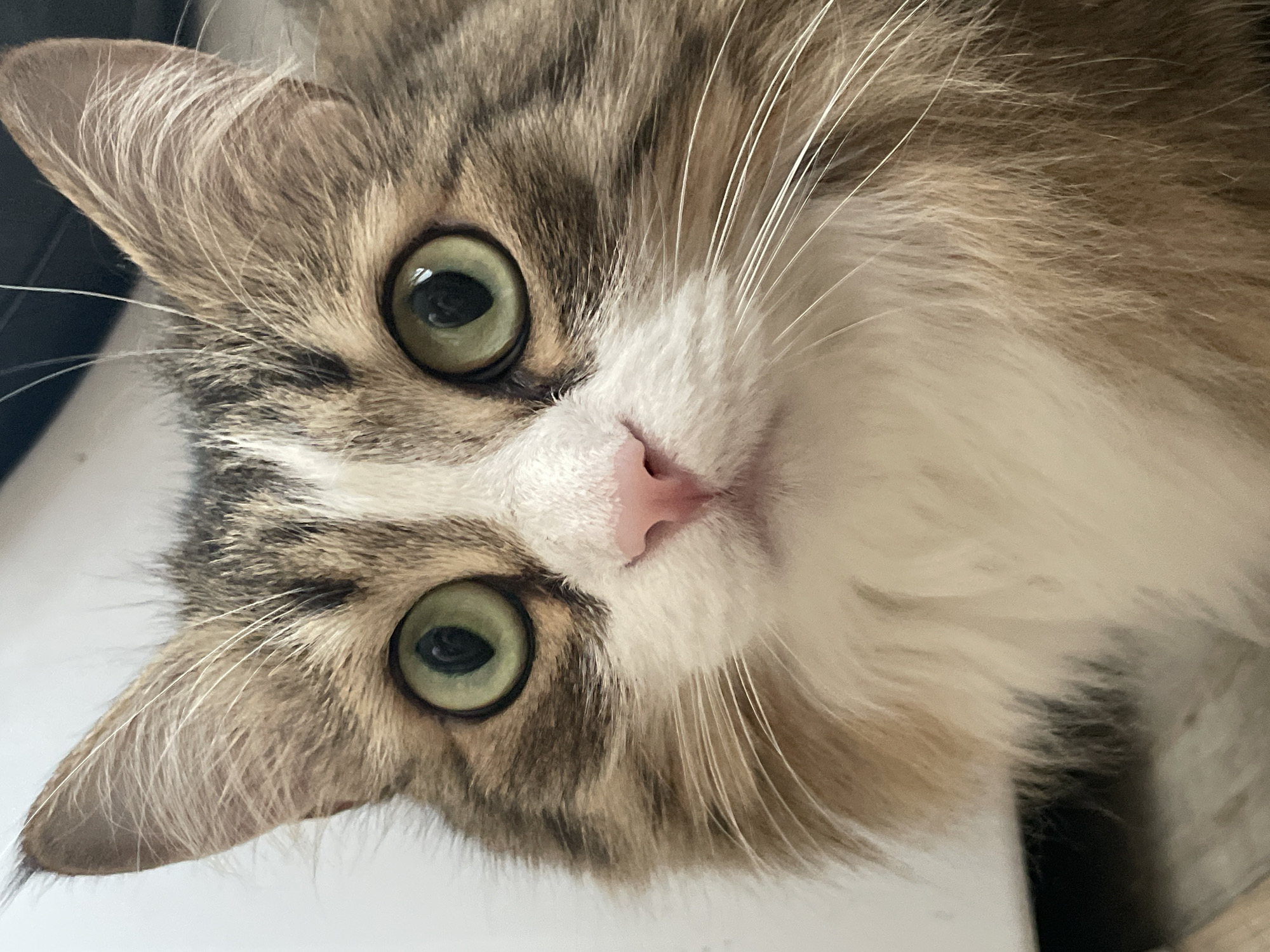 A close-up image shows a cat's face. The cat has light green eyes, a pink nose, and white fur around its mouth and chest. The fur on its head and ears is a mix of brown and gray. The background is blurred and appears to be light colored. There is no indication of the location being Izhevsk, Russia or any city.