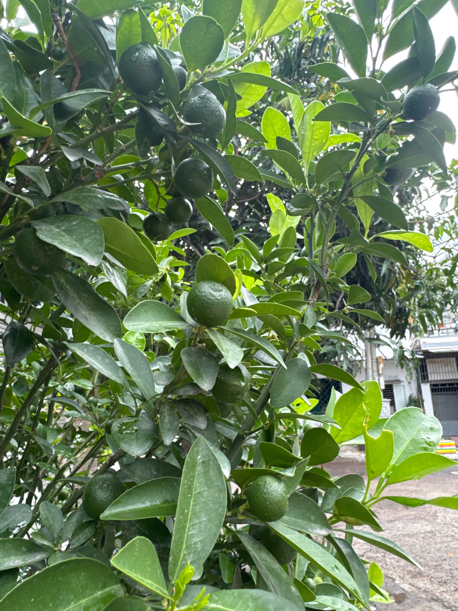 The image shows a close-up of a citrus tree, likely calamansi, laden with small, green fruits and lush foliage. The leaves are wet, suggesting recent rain or watering. The tree is growing outdoors, with a hint of a residential building and a paved surface in the background, indicative of an urban environment. This scene is consistent with the tropical climate found in Nha Trang, Vietnam, where such trees are common in gardens and public spaces. There are no people visible in the image.