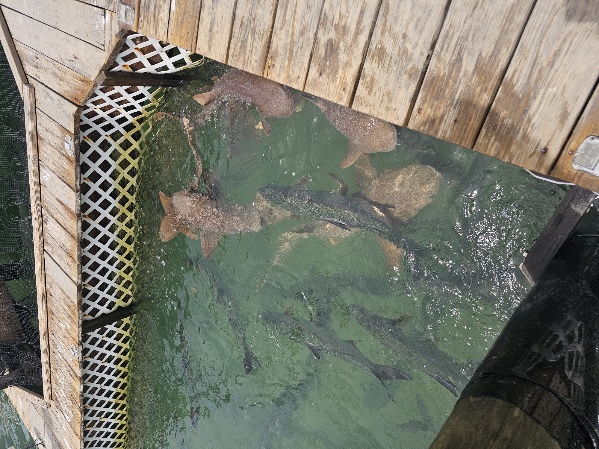 An aerial view captures a scene in Islamorada, Florida, USA, where several nurse sharks are swimming in a shallow, clear, turquoise body of water. The sharks are brown and their bodies are visible beneath the surface of the water. The water is contained within a wooden structure, with a white lattice fence visible along the edge. A wooden dock surrounds the water, with planks running parallel to the edge. The dock is weathered and shows signs of age, with some areas appearing darker and wet. The water is calm, with only minor ripples visible. The sunlight creates reflections on the surface of the water. The overall impression is of a well-maintained aquatic enclosure, possibly a research facility or a tourist attraction.