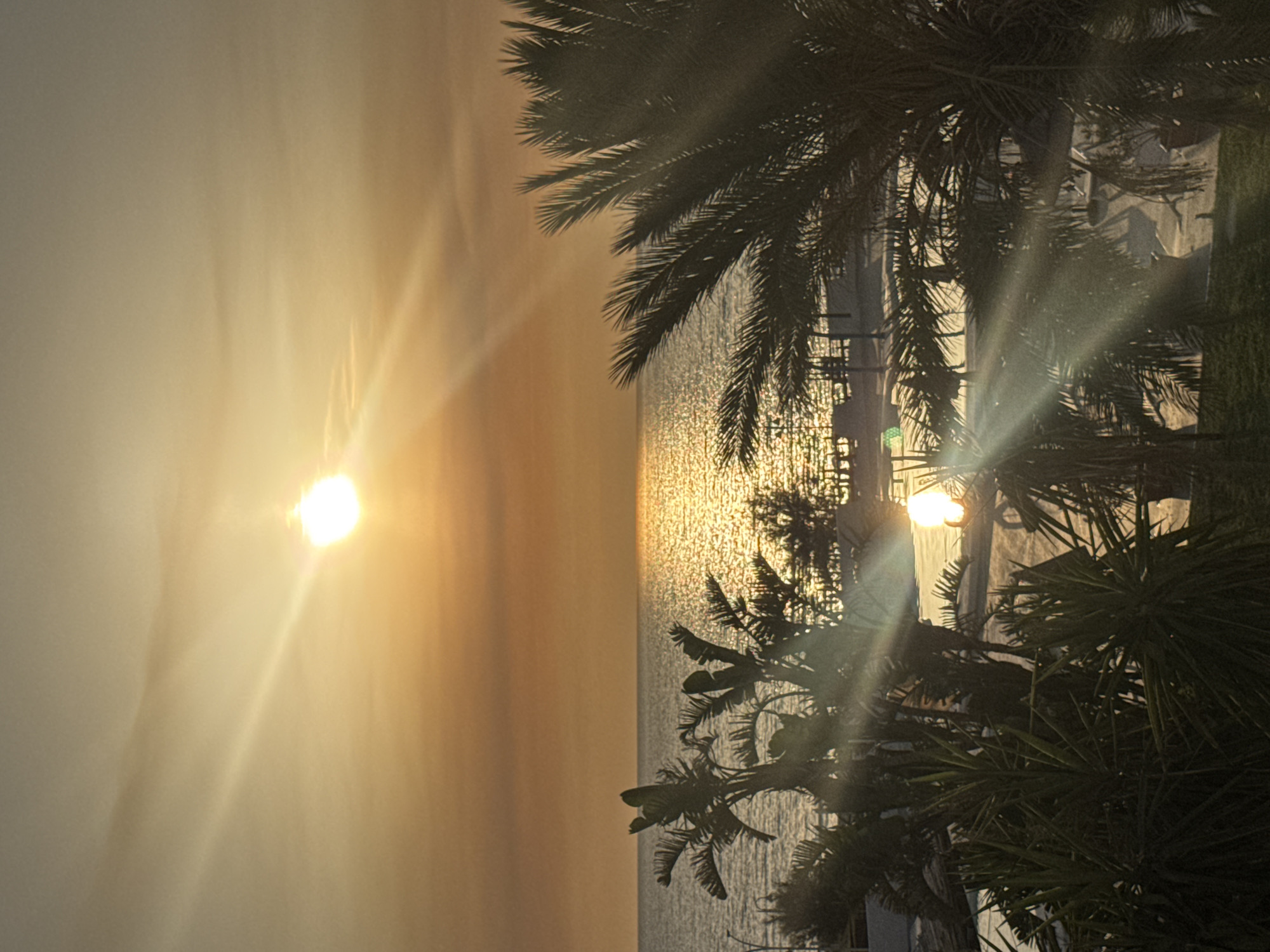 The image depicts a sunset over the sea, viewed from Isola delle Femmine, Italy. The sun is low on the horizon, casting a warm golden light that reflects on the water. Palm trees in the foreground are silhouetted against the bright sky, with their fronds catching the sunlight. A beach area is visible beyond the palm trees, with some structures that appear to be umbrellas or canopies. The sea is calm, with gentle waves. The sky is a gradient of orange and yellow, with some wispy clouds. The overall scene is one of tranquility and natural beauty, typical of a Mediterranean coastal sunset.