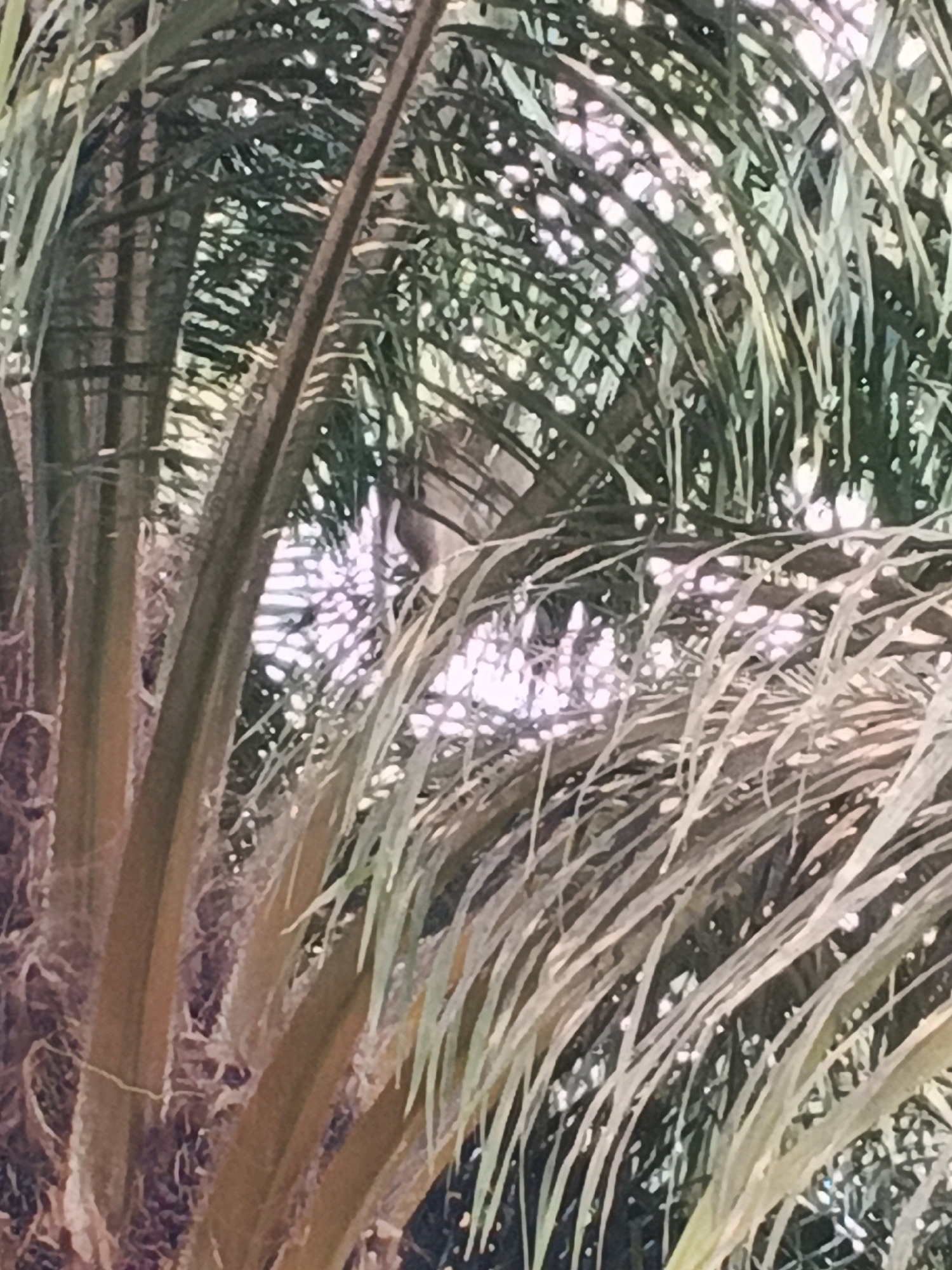 The image shows a close-up view of palm fronds, with sunlight filtering through the gaps. There is no indication of the city of Brangan Mulya, Indonesia, or any people, objects, or actions. The scene is a natural environment consisting of vegetation.