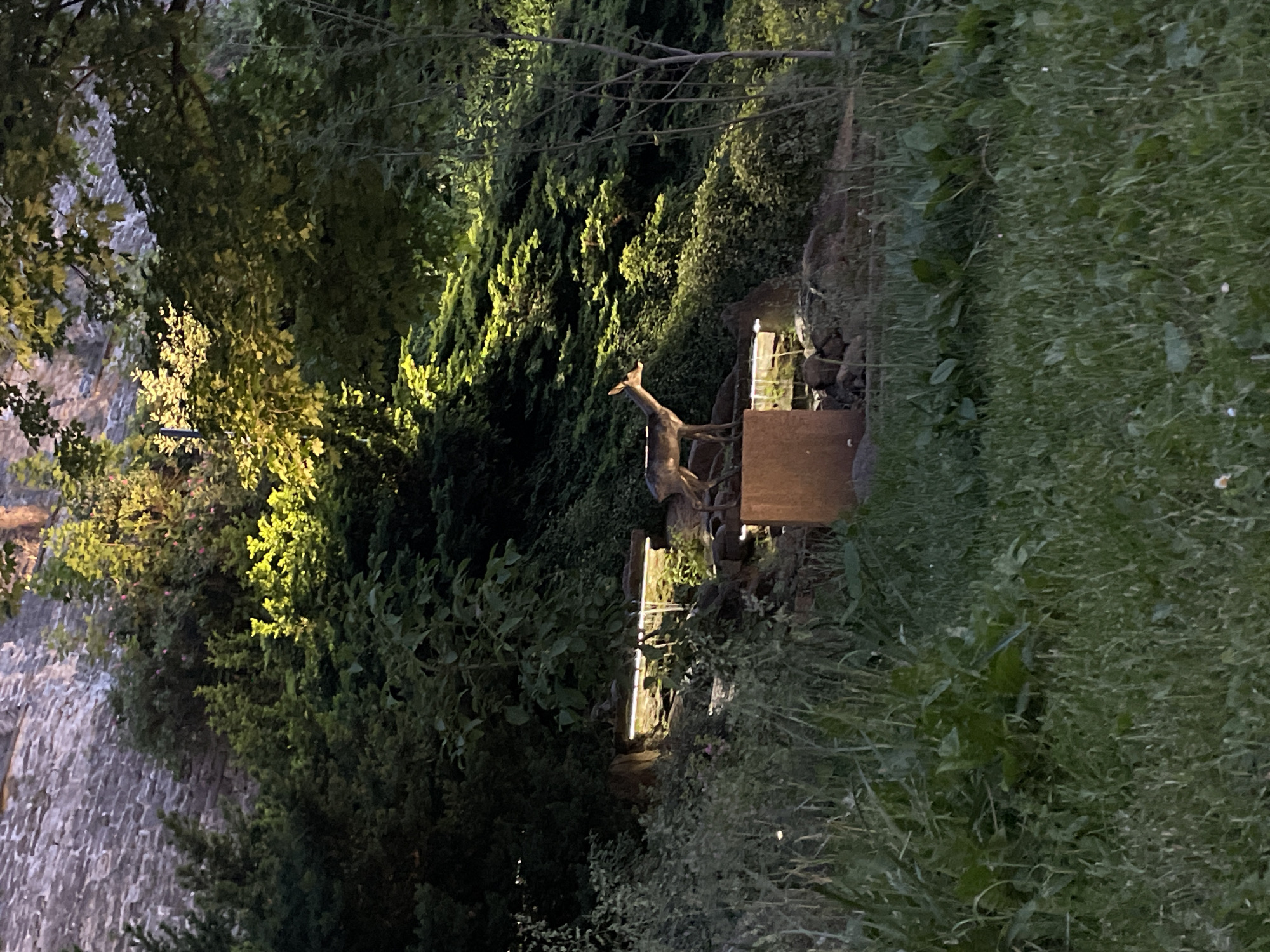 The image depicts a scene in Tallinn, Estonia, featuring a bronze sculpture of a deer standing on a stone pedestal. The sculpture is positioned on a terraced rock formation with integrated lighting, suggesting a garden or park setting. Behind the sculpture, dense foliage and trees are visible, with a stone wall forming the backdrop at the top left of the frame. The lighting in the scene is dramatic, with spotlights illuminating the foliage from below, creating a contrast between the brightly lit areas and the surrounding shadows. The foreground is dominated by tall, green grass, with some smaller plants interspersed. There are no people or animals present in the image, only the static sculpture. The overall atmosphere is serene and artistic, with a focus on the interplay of light, shadow, and natural elements.