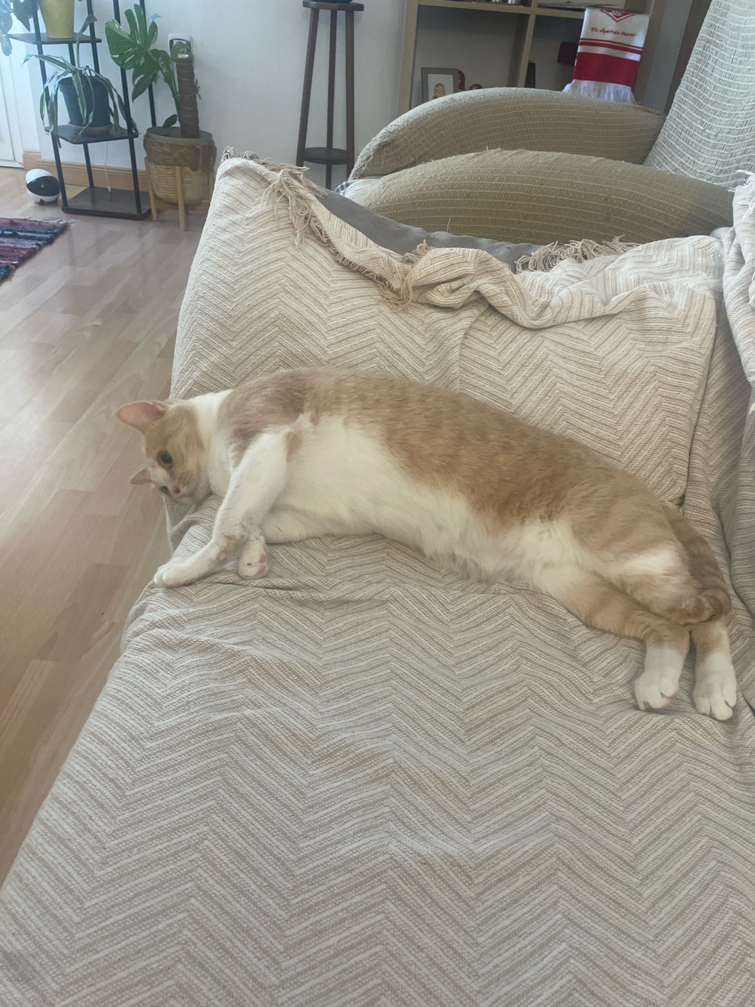 An orange and white cat is lying stretched out on a light-colored, textured couch. The cat is positioned diagonally across the couch, with its head turned to the left, looking down. Its front paws are tucked underneath its body, and its back legs are extended. The couch has a herringbone pattern and is covered with a light-colored throw blanket with tassels. In the background, to the left, a wooden floor is visible, along with a shelf unit holding potted plants. To the right, more couch cushions and a portion of another couch are visible. The overall scene appears to be indoors, in a living room or lounge area. There is no information in the image to suggest the location is specifically Atarfe, Spain.
