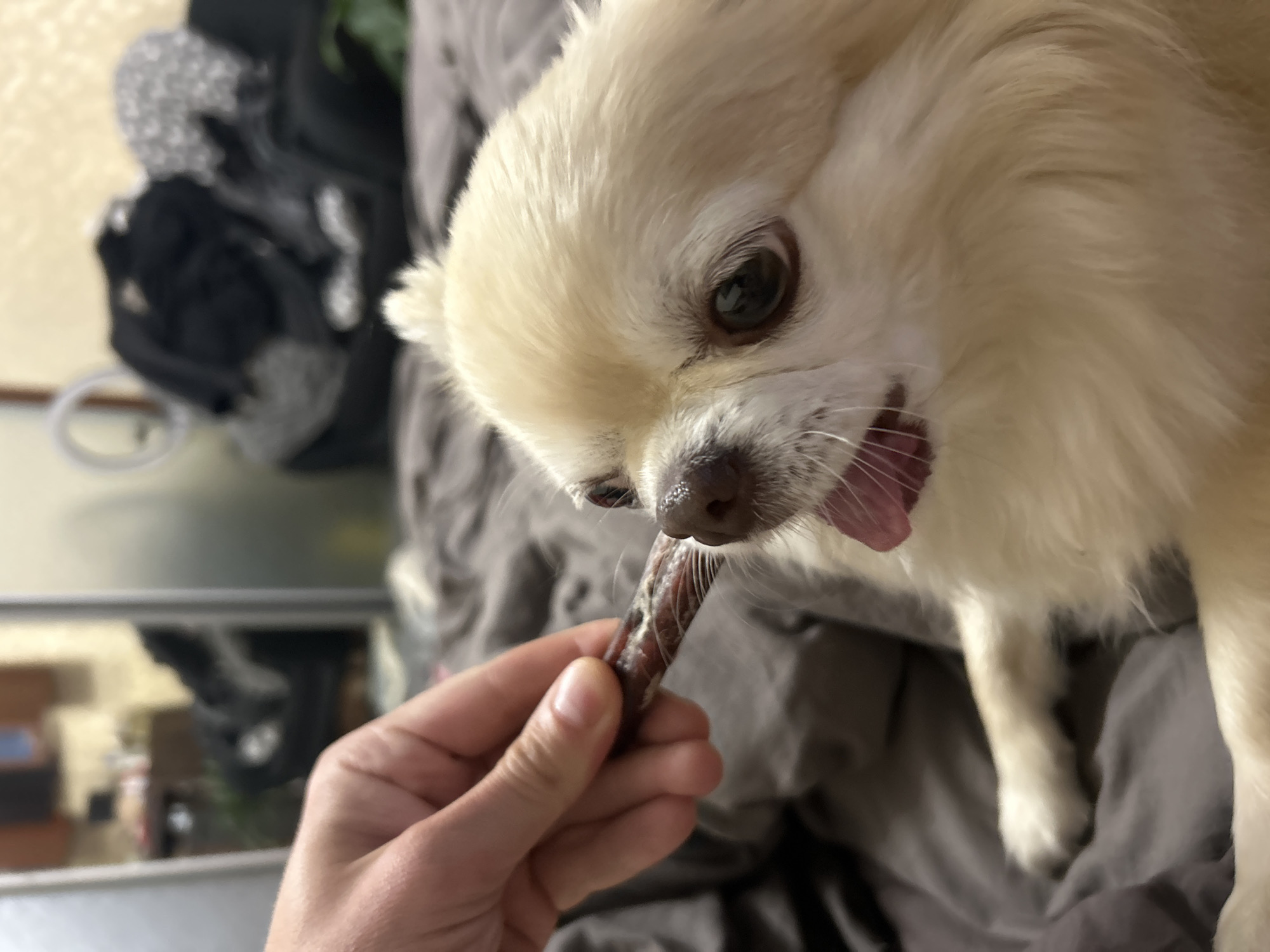 A close-up, eye-level shot shows a person's hand holding a long, thin dog treat towards the face of a small, cream-colored dog. The dog, likely a Chihuahua or similar breed, has its mouth slightly open, with its pink tongue visible, and its large, dark eyes are focused on the treat. The dog is lying on a grey, textured surface, possibly a bed or couch, with soft bedding. In the blurred background, a closet or wardrobe filled with clothes is visible, along with a mirror reflecting a room. The scene appears to be indoors, in a residential setting. The image's context, including the specific location in Moskovskiy, Russia, cannot be determined from the visual information provided.