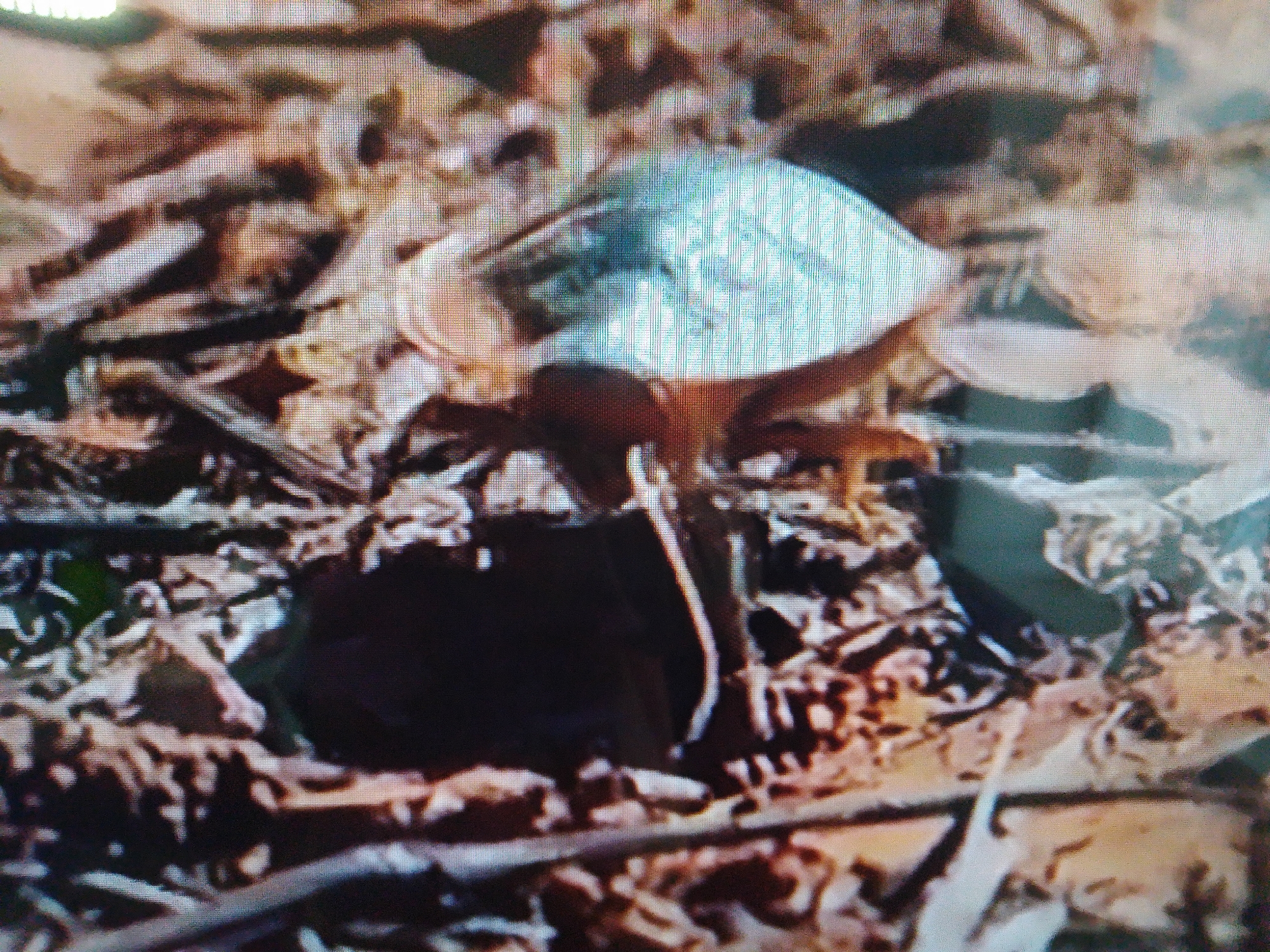 The image shows a close-up, slightly blurry view of a mushroom growing in leaf litter. The mushroom has a pale, somewhat iridescent cap and a thin stem that disappears into the dark soil and leaves. The surrounding environment is composed of dry leaves, twigs, and other organic debris, typical of a forest floor or park setting. There are no people or man-made structures visible in the image. The overall impression is of a natural, undisturbed scene focused on the solitary mushroom. There is no identifiable information about the location in Dushanbe, Tajikistan, as the image only depicts a natural environment.
