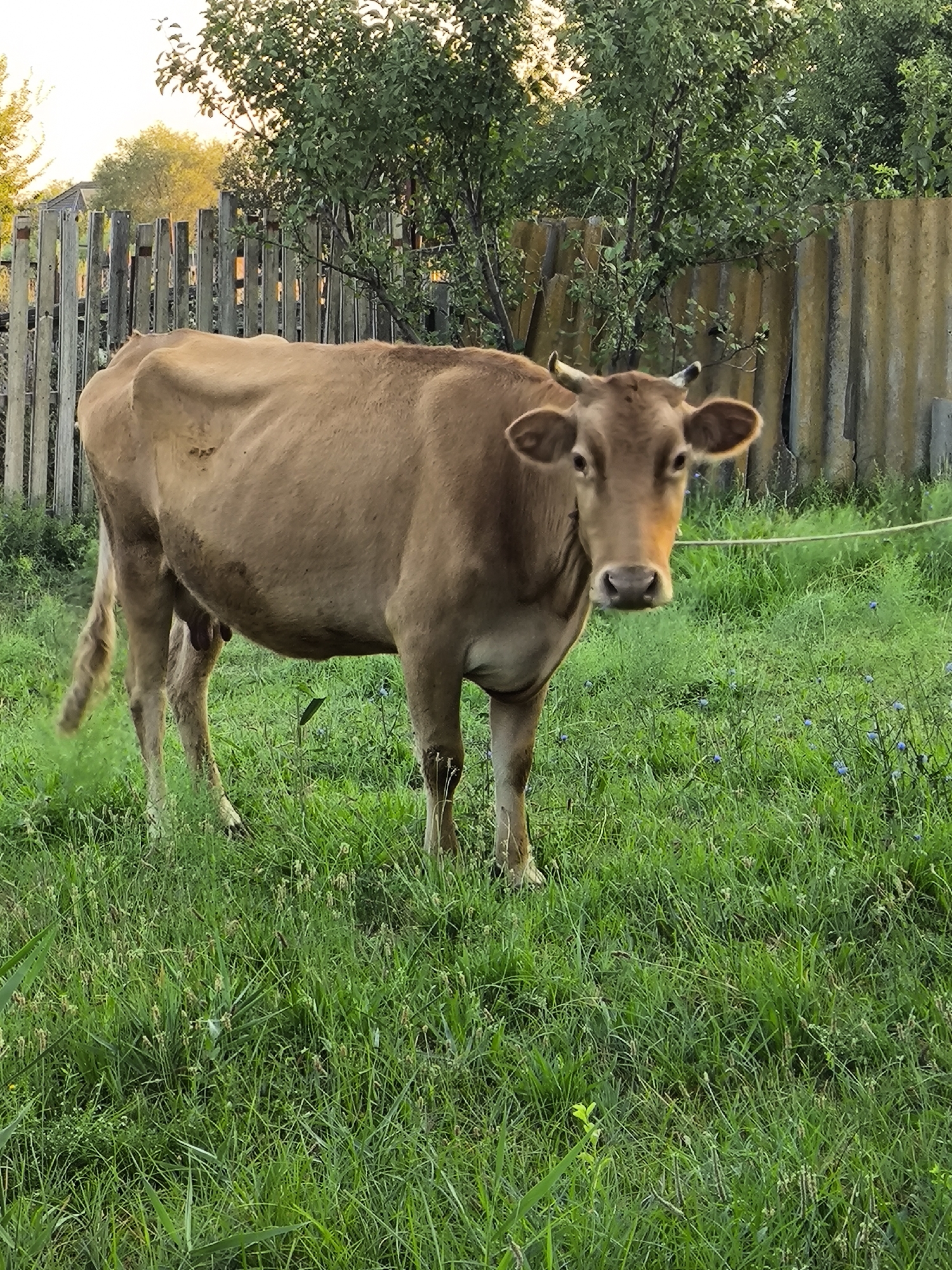 A light brown cow stands in a grassy field with a wooden fence and a corrugated metal fence in the background. The cow is facing the camera and appears to be looking at the viewer. The grass is tall and green, with some small blue flowers scattered throughout. The sky is visible at the top of the image, with some trees and foliage in the distance. The scene is likely a rural or semi-rural setting.