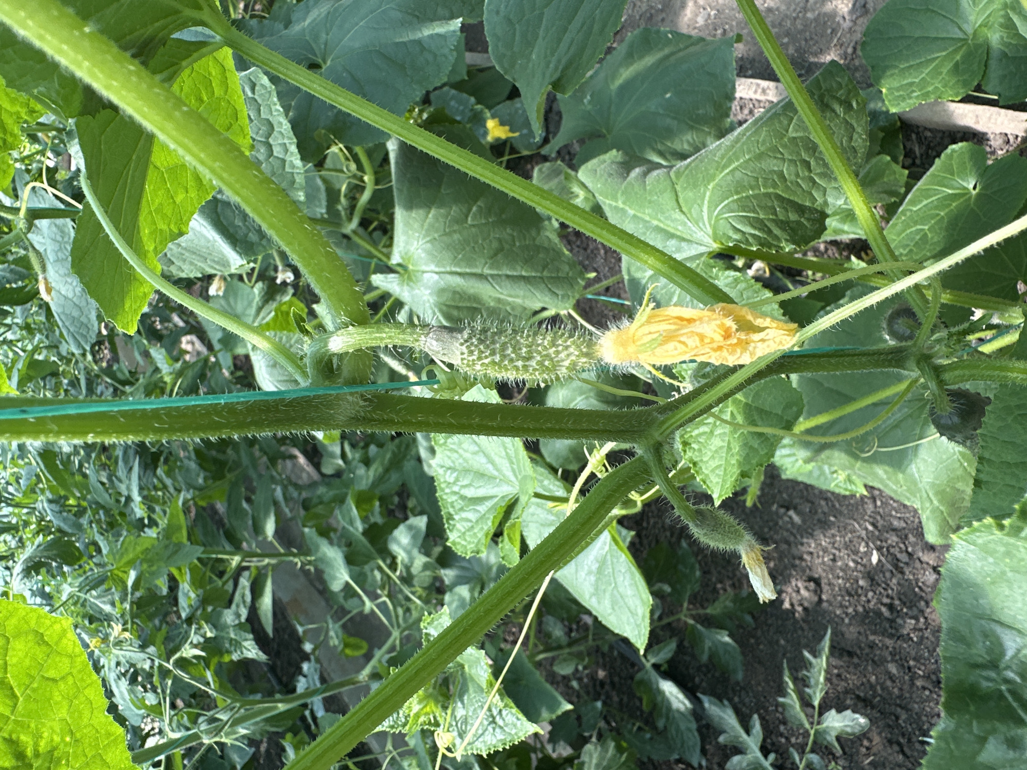 In Pîrlița, Moldova, a young cucumber plant is growing, supported by green stakes. A small, spiny cucumber is visible, along with a yellow cucumber blossom. The plant has large, green leaves and a fuzzy stem. The background shows more greenery and dark soil.