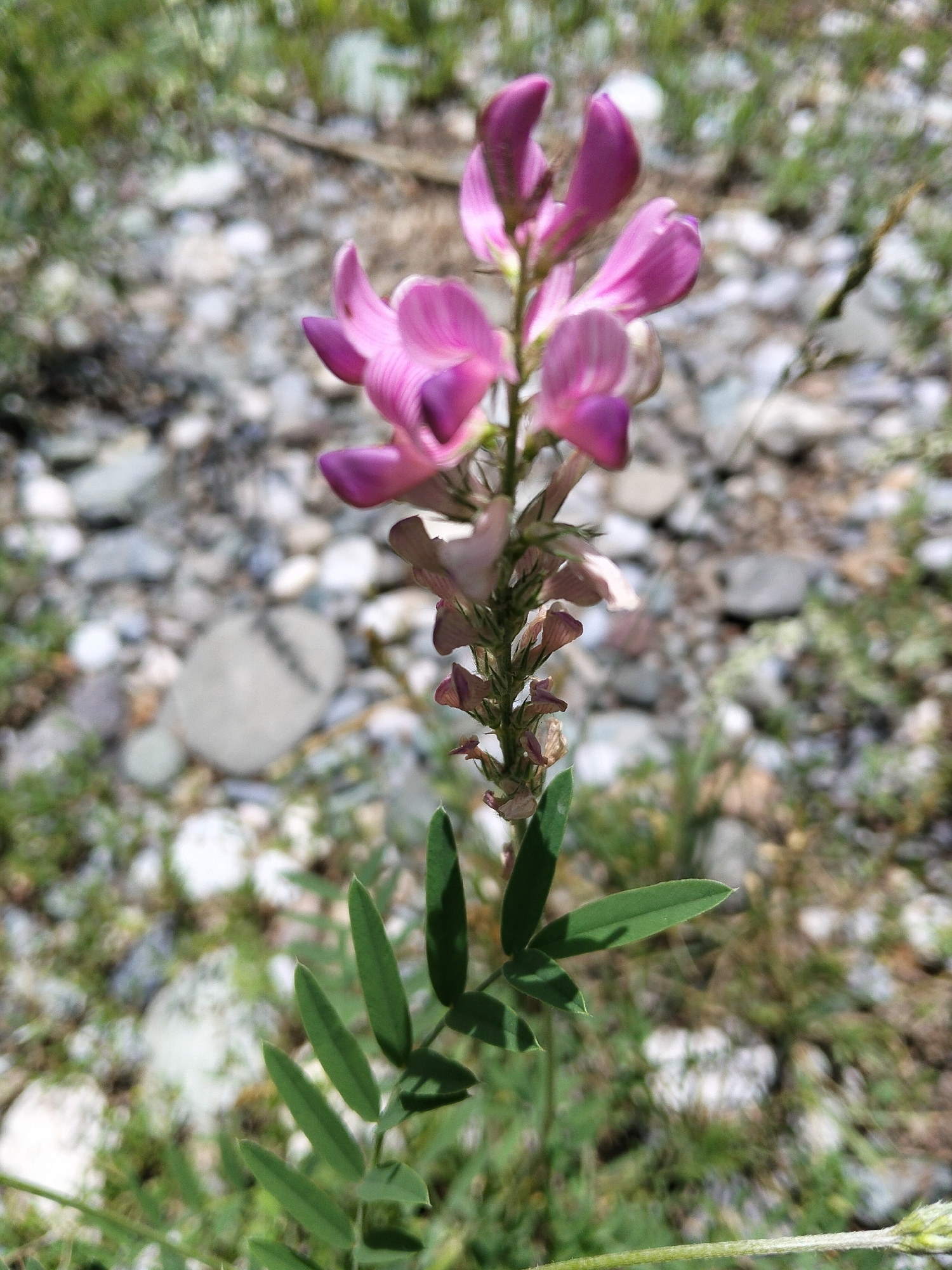 A cluster of delicate, pinkish-purple flowers is in focus against a blurred background of grey stones and green foliage. The flowers are arranged vertically along a slender stem, with the largest blossoms at the top appearing slightly wilted. The leaves of the plant are small, oval, and green, growing in pairs along the lower part of the stem. The environment appears to be a natural setting with rocky ground and sparse vegetation. The image was captured in At-Bashy, Kyrgyzstan.