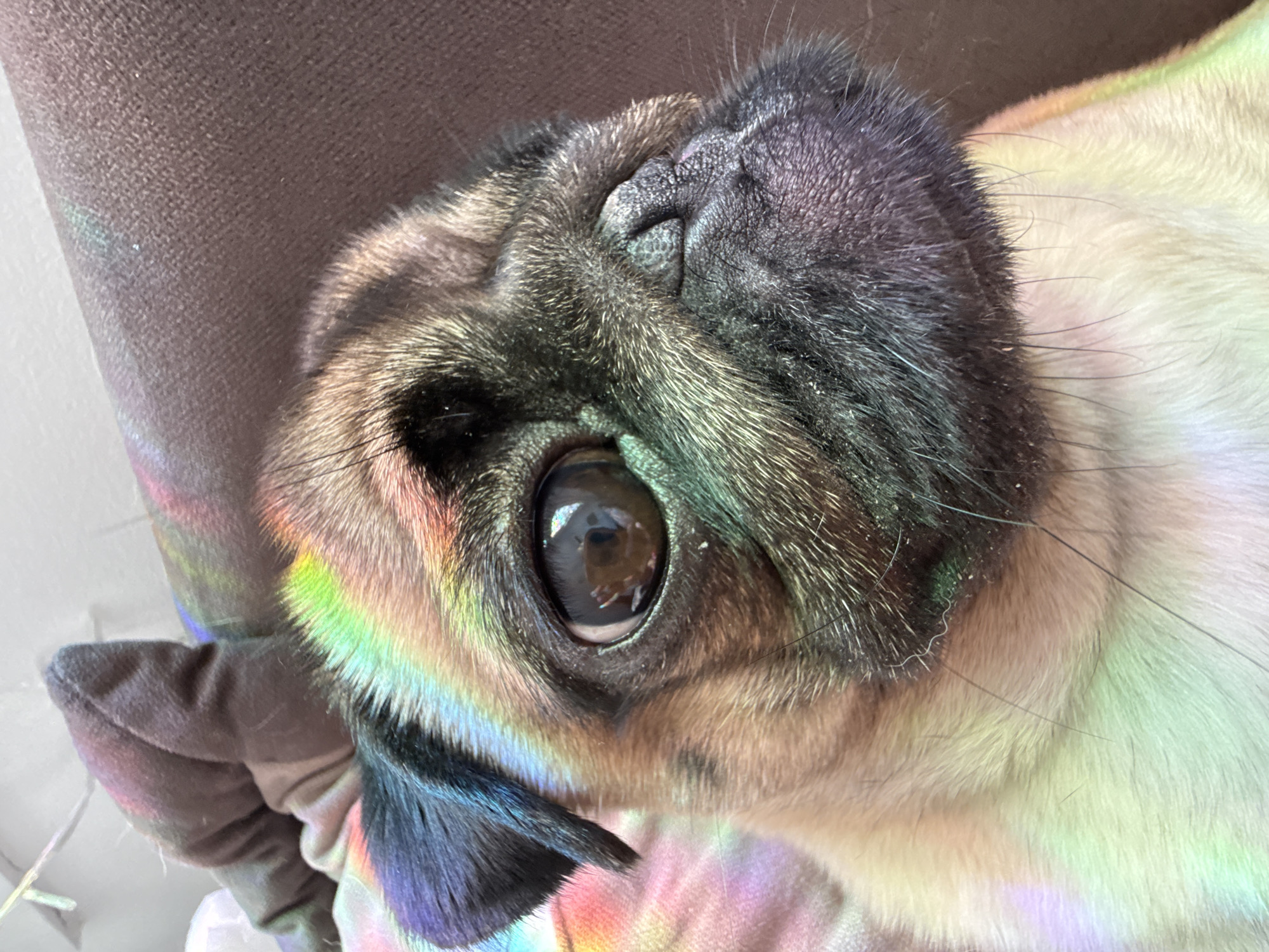 The image is a close-up, eye-level shot of a pug's face, illuminated by colorful light reflections. The pug is looking slightly to the right with its left eye prominent. The fur on its face shows variations in color from tan to black, with characteristic pug wrinkles and a dark snout. The background appears to be a dark brown, textured surface, possibly upholstery. The light reflections create a rainbow-like effect across the pug's fur, particularly on its forehead, ear, and cheek. The environment is not specified beyond the visual elements present.