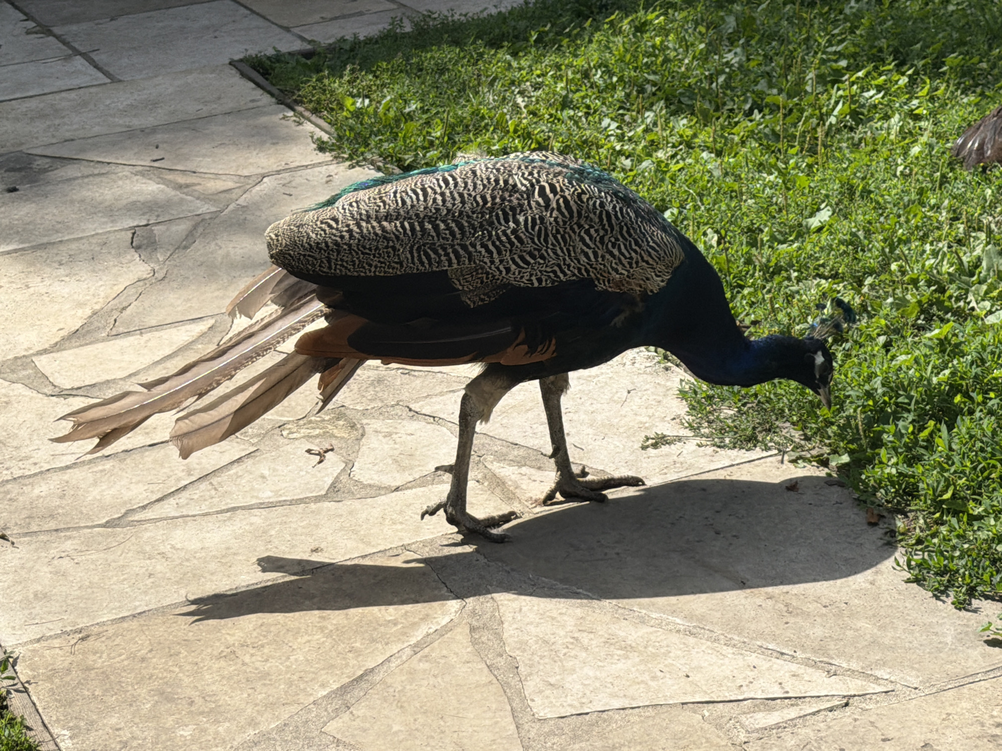 A peacock is standing on a paved area composed of large, light-colored irregular stones with visible grout lines. The peacock is facing downwards and to the right, with its head lowered towards the ground. Its plumage is predominantly a mix of brown, black, and white patterns on its back, with dark blue and green iridescent feathers visible on its neck. Its tail feathers are fanned out and extend towards the left, displaying a light brown coloration with darker feather tips. The peacock's legs and feet are visible, appearing gray and scaly. A shadow of the peacock is cast on the paved surface. To the right of the peacock is an area of lush green grass with some scattered dry leaves. The scene is illuminated by sunlight, creating strong shadows. The location is identified as Скорняково, Russia.