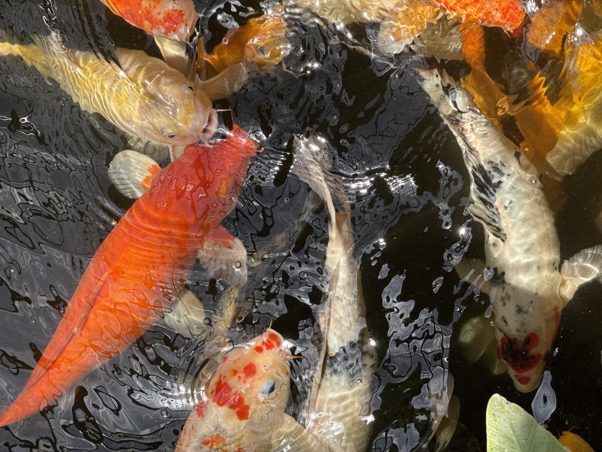 The image shows a close-up, overhead view of several koi fish swimming in dark water. The fish are of various colors, including orange, yellow, white with red and black markings, and white with orange markings. Some of the fish are very close to the surface of the water, with their mouths open, suggesting they may be feeding. The water has ripples and reflections from sunlight, creating a dynamic visual effect. There is a green leaf visible on the lower left side of the frame. The scene is likely in a pond or water feature, possibly in a garden or park. There is no indication of a specific location in ตำบลเกาะพะงัน, Thailand.