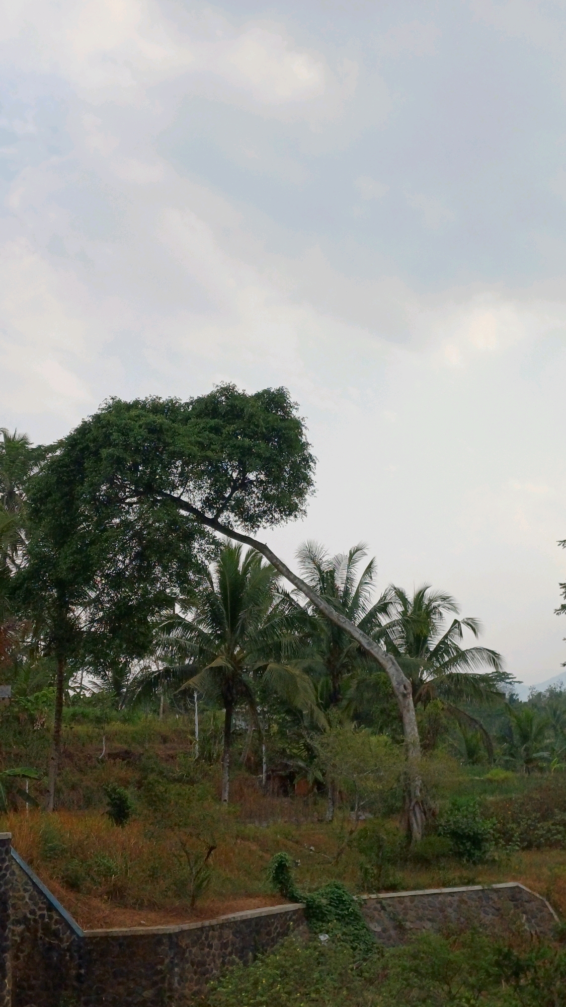 An outdoor, eye-level, medium shot captures a view of a hillside in Tengahan, Indonesia, under an overcast sky. The foreground features a stone wall with a blue edge and a terracotta-colored coping, partially overgrown with dark green vines. The hillside behind the wall is covered with a mix of dry, brown grass, green shrubs, and scattered trees, including several palm trees. A large tree with a prominent, curved trunk and a dense canopy of green leaves dominates the left side of the frame. Its branches extend horizontally across the upper portion of the image. In the background, more trees and vegetation are visible, with a hazy mountain range in the far distance. The scene is tranquil and natural.