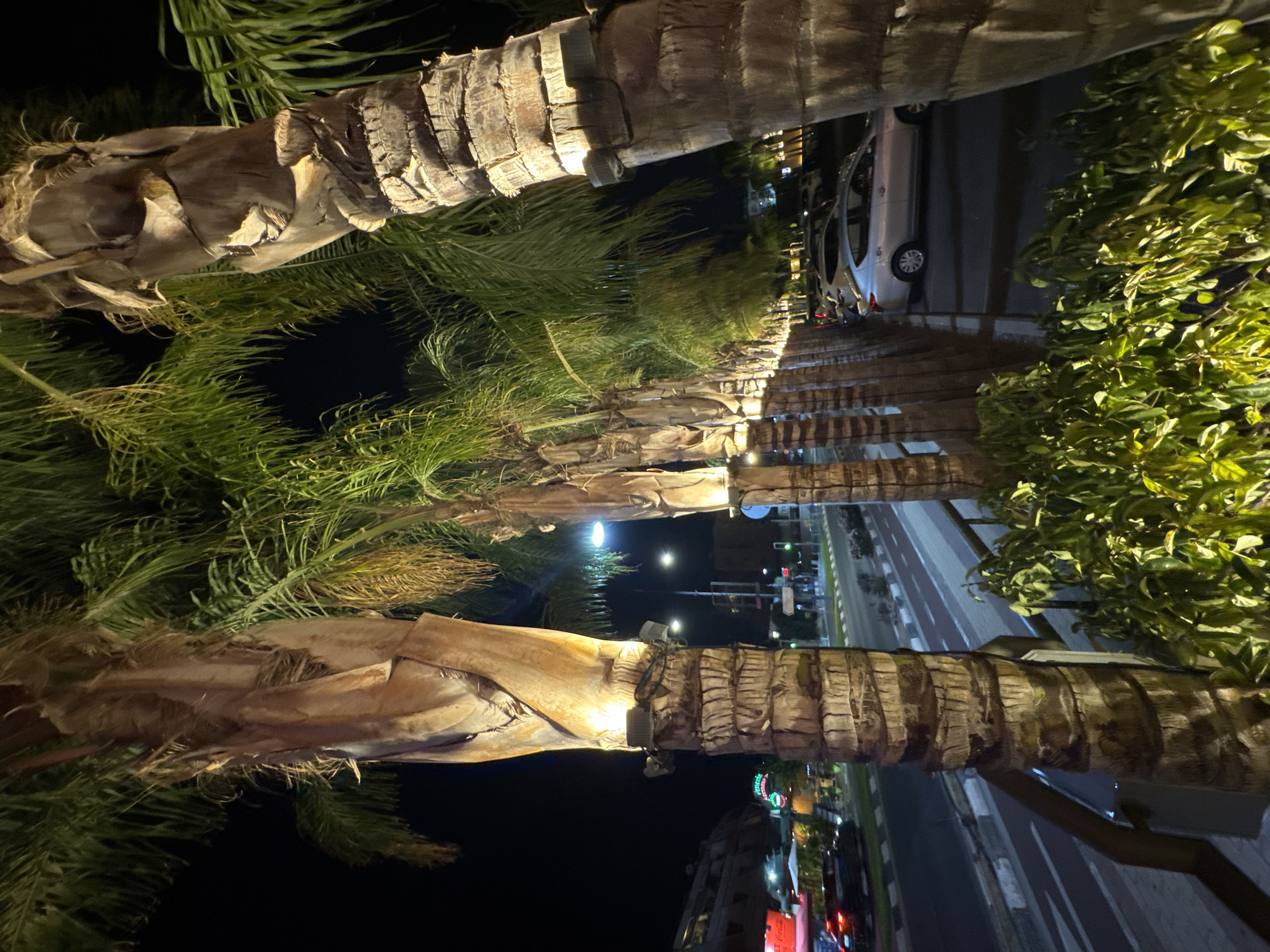 The image depicts a nighttime street scene in Agios Tychona Community, Cyprus, characterized by a row of illuminated palm trees lining a street. The palm trees, with their textured trunks and lush fronds, are lit from below by spotlights, creating a warm glow. To the left of the palm trees, a street is visible with cars driving and parked. Buildings with illuminated signage are present on the far side of the street. The foreground features a dense growth of green foliage, also lit from below. The overall impression is a tropical, urban environment at night, with lighting highlighting the natural elements.