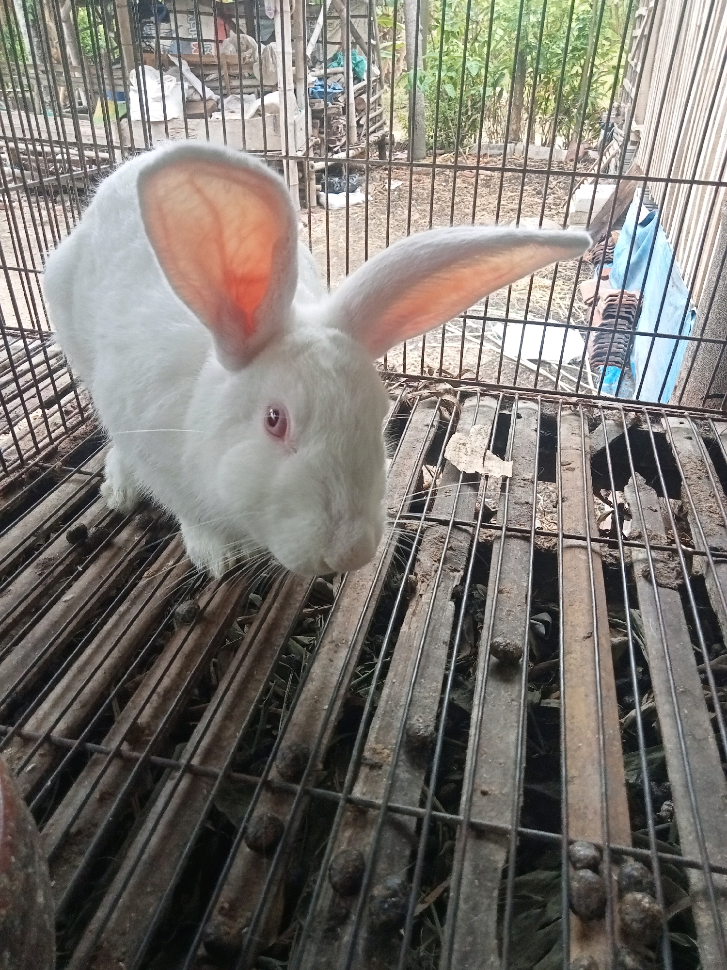 A white rabbit with pink eyes is in a cage. The cage has a metal grate floor with some debris scattered on it. In the background, there are trees and other structures visible.