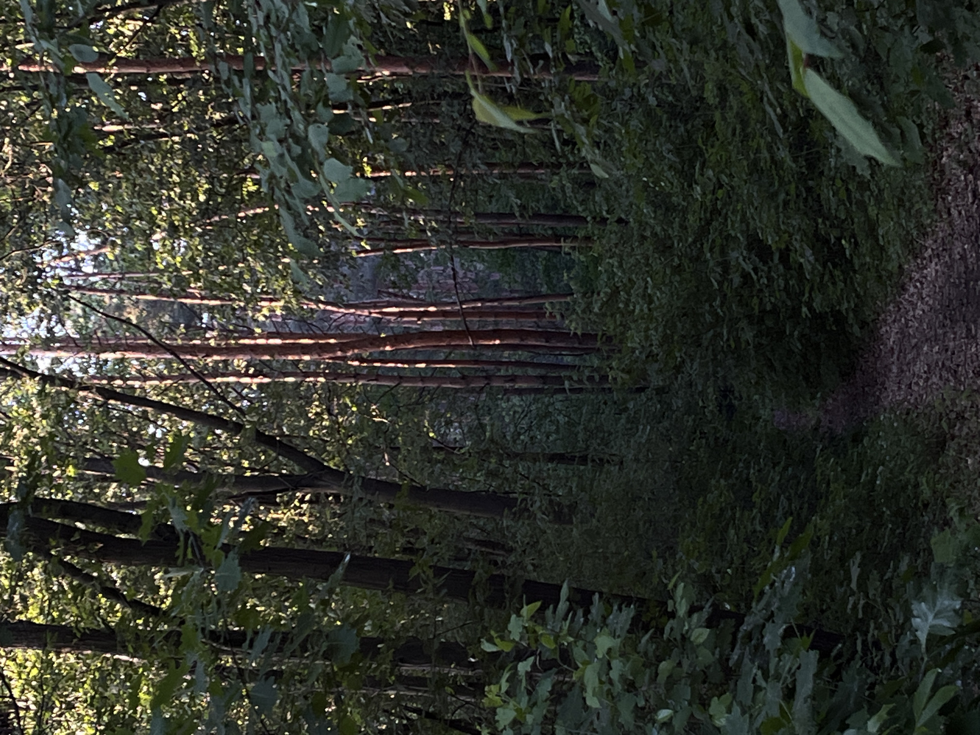The image depicts a dimly lit pathway winding through a dense forest, likely located in Briukhovychi, Ukraine. Tall, slender trees with reddish-brown bark dominate the scene, their trunks forming a vertical composition. Sunlight filters through the thick canopy of green leaves, creating dappled patterns on the forest floor and illuminating some of the tree trunks. The pathway, covered with fallen leaves and small stones, recedes into the distance, inviting the viewer deeper into the woodland. The undergrowth is lush and green, composed of various bushes and smaller plants, adding to the wild and natural atmosphere. No people or animals are visible in the frame. The overall impression is one of a secluded and serene natural environment.