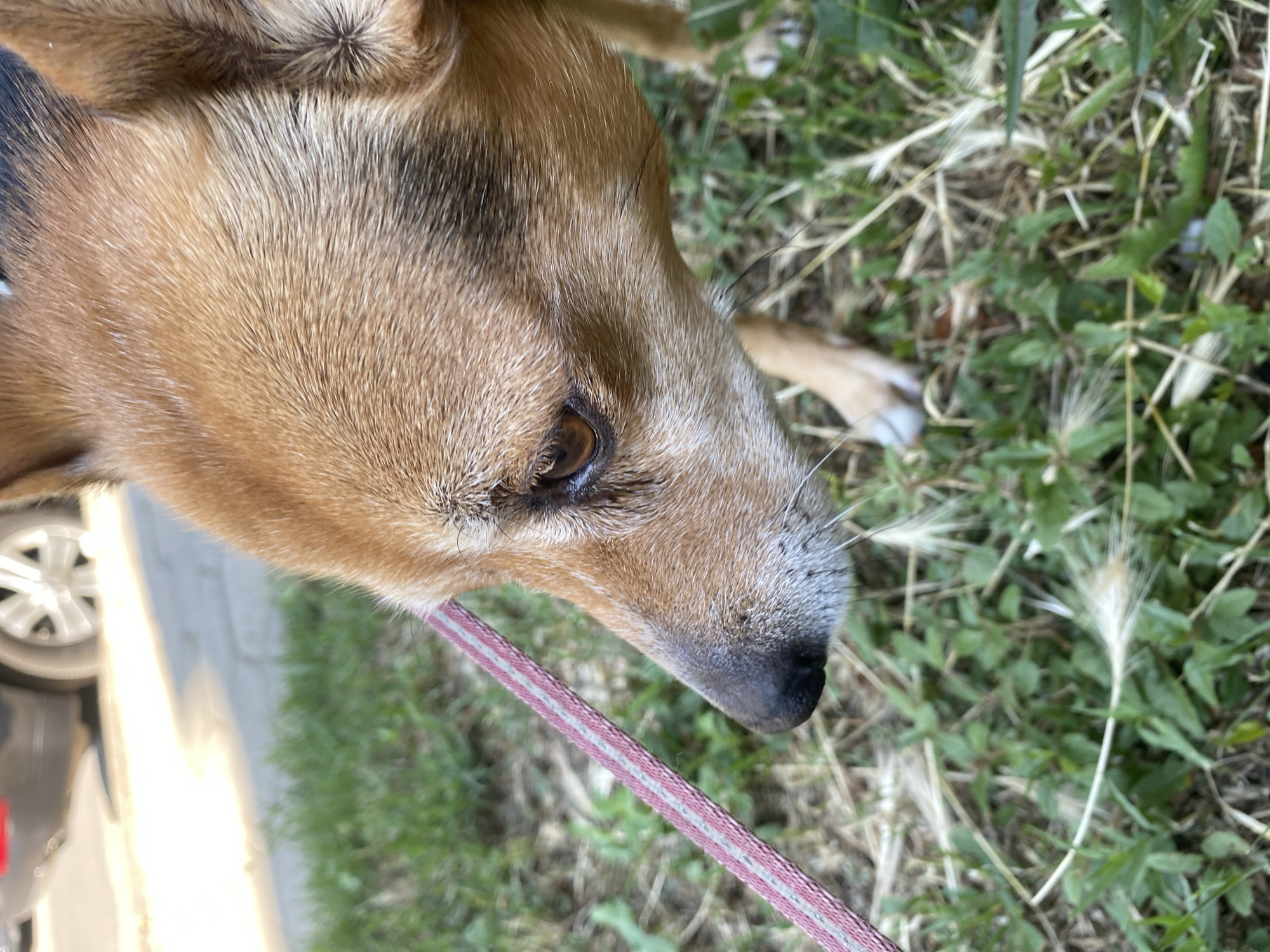 A medium close-up shot shows the side profile of a small, brown and black dog with a tan snout and brown eyes, on a leash. The dog is sniffing the ground, which is covered in green grass and dry weeds. A pink and gray striped leash is visible in the lower left quadrant of the image. In the blurred background, a black car is parked on an asphalt surface, suggesting an urban or suburban environment. The scene appears to be outdoors in daylight.