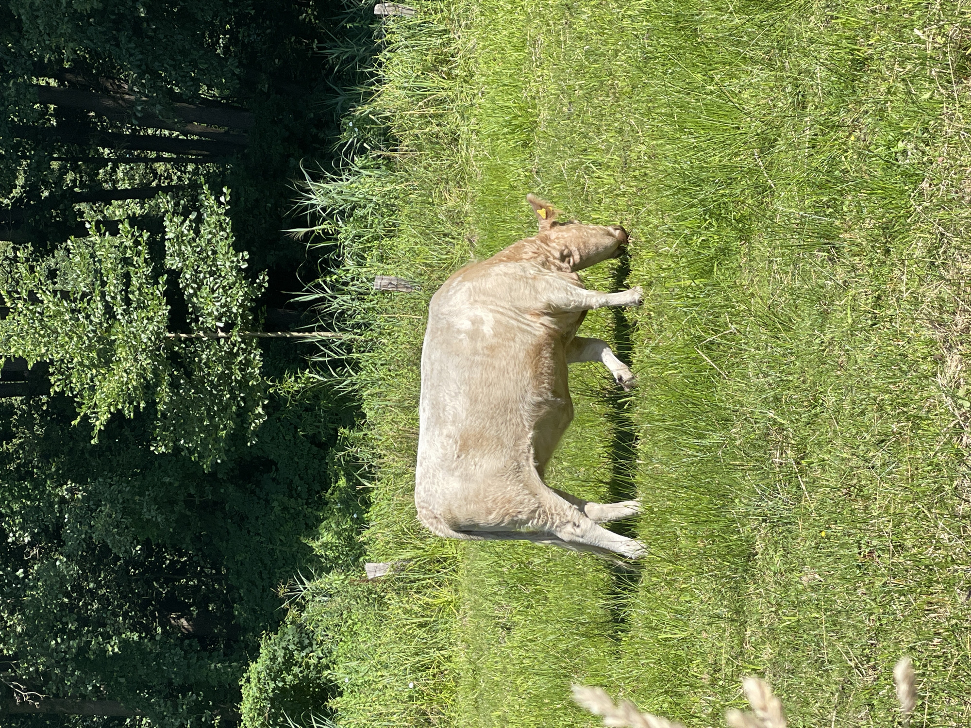 A light-colored cow is grazing in a grassy field. The cow is in the center of the image and is facing to the right, with its head down eating grass. The field is lush green and appears to be in a rural or natural setting. In the background, there is a dense line of trees and vegetation. Two wooden fence posts are visible in the field, suggesting it is a pasture. The lighting indicates it is daytime, likely sunny. There are no people present in the image.