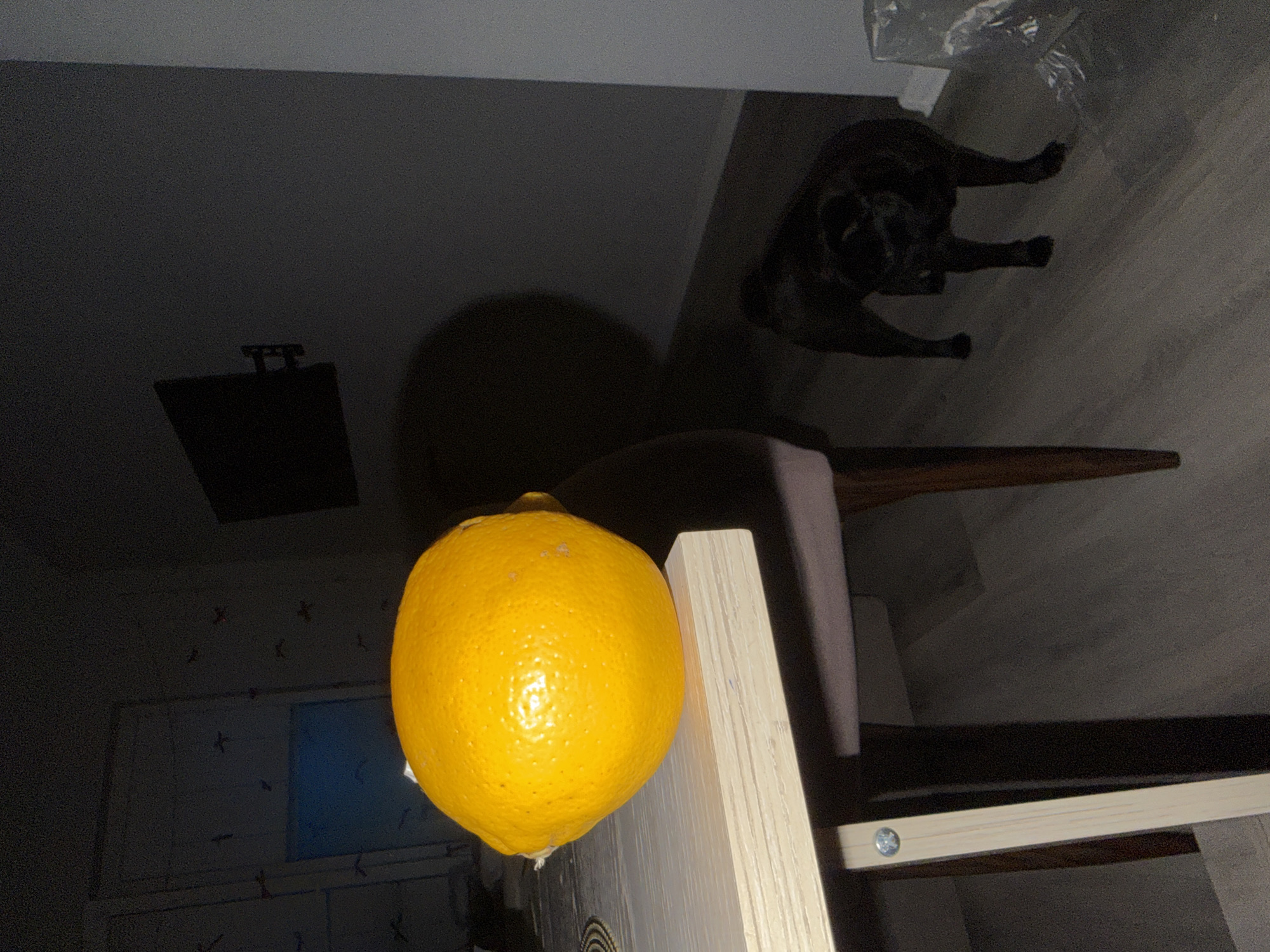 A close-up, low-light, eye-level shot focuses on a large, bright yellow lemon resting on the edge of a light-colored wooden table. The lemon is textured and appears to be in sharp focus, while the background is blurred and dark. To the right and slightly behind the lemon, a small, dark-colored dog, likely a pug, stands on a wooden floor. The dog is in profile, facing left, and is partially obscured by shadows. The environment appears to be indoors, with hints of furniture and a wall visible in the dim lighting. The city of Sirius, Russia, is not identifiable in this image.