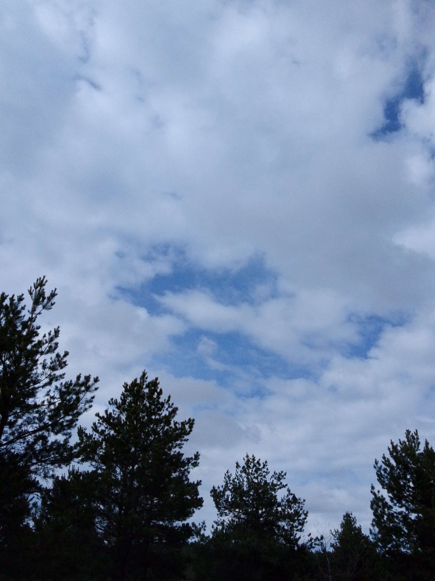 The image presents an outdoor scene dominated by a cloudy sky with the silhouettes of coniferous trees in the foreground. The sky occupies the upper two-thirds of the frame, featuring a dynamic arrangement of white and light gray clouds. Patches of clear, vibrant blue sky are visible between the clouds, particularly towards the center and upper right. The clouds vary in density, with some appearing soft and diffused while others have more defined edges.
Along the bottom and left edges, the upper branches and foliage of several evergreen trees, likely pines, are visible. These trees are rendered as dark, almost black, silhouettes against the brighter sky, obscuring their internal details but revealing the spiky texture of their needles and the overall shape of their crowns.
The scene depicts a natural environment, possibly a forest edge or a view from within a wooded area. The lighting suggests it is daytime, but with significant cloud cover, creating a diffused light that causes the trees to appear as strong dark shapes. There is no human activity, man-made structures, or visible text in the image. The overall atmosphere is one of natural tranquility under a diverse sky.