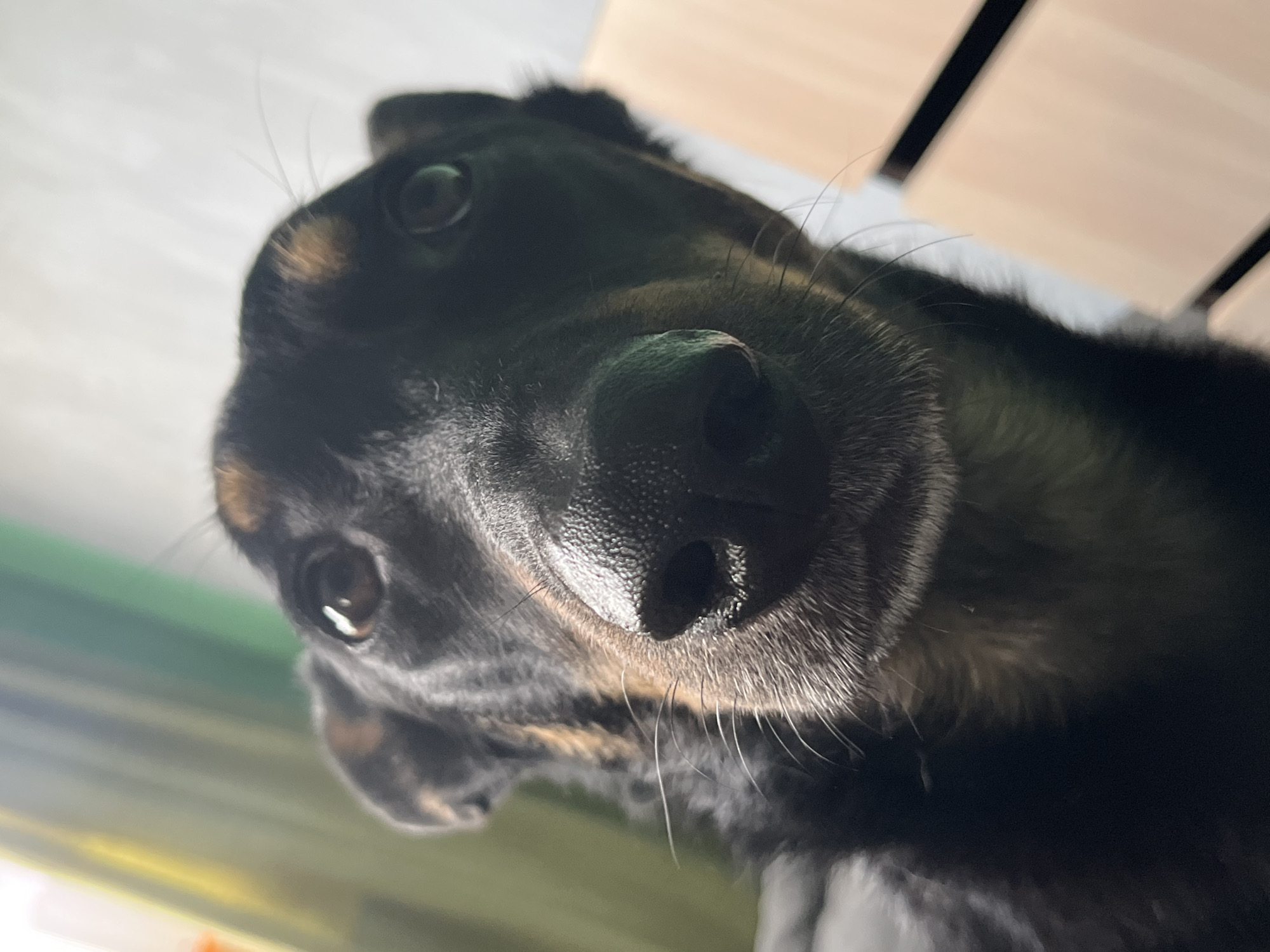 This is a close-up, low-angle, indoor photograph of a black and tan dog's face. The dog's nose is in sharp focus, and its eyes are slightly out of focus. The dog has prominent whiskers. The background is blurred, with hints of curtains on the left and a wooden surface on the right. There is no visible indication of the location being Nizhny Tagil, Russia, or any other specific city. The image captures a single subject, the dog, in a static pose.