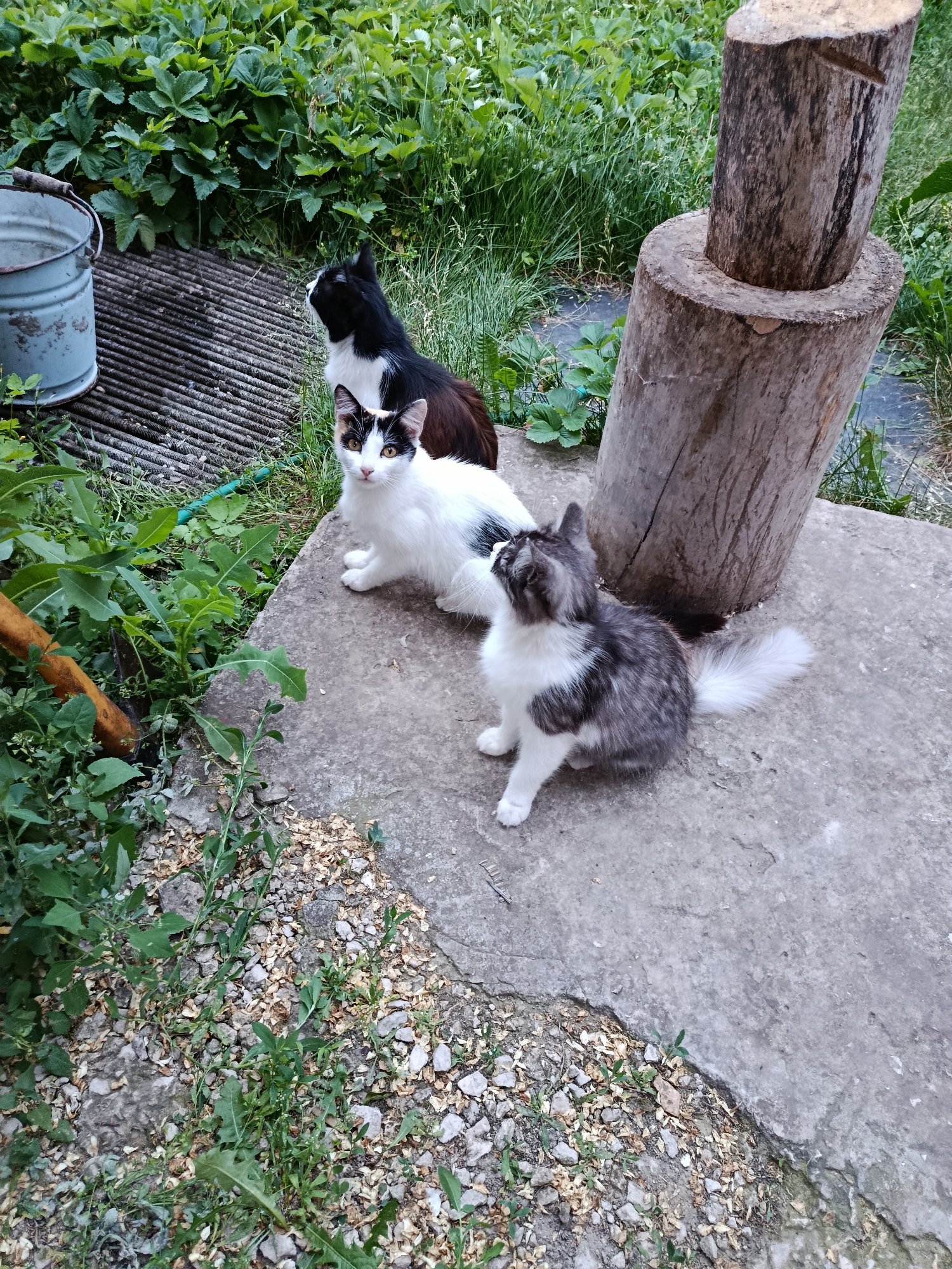 In a moderately overgrown outdoor area, possibly a backyard in Marx, Russia, three cats are positioned on a concrete surface. The largest cat, black and white, is seated further back, facing left with its head tilted upwards. In front of it, a white cat with black markings on its head and back is sitting, looking directly at the camera with alert yellow eyes. To the right, a smaller, fluffy cat with grey and white fur is also seated, looking up towards the wooden structure. The environment includes dense green foliage, a weathered metal bucket to the left, a rough wooden post in the background, and scattered small stones and dry leaves on the ground. The concrete surface appears to be a pathway or patio.