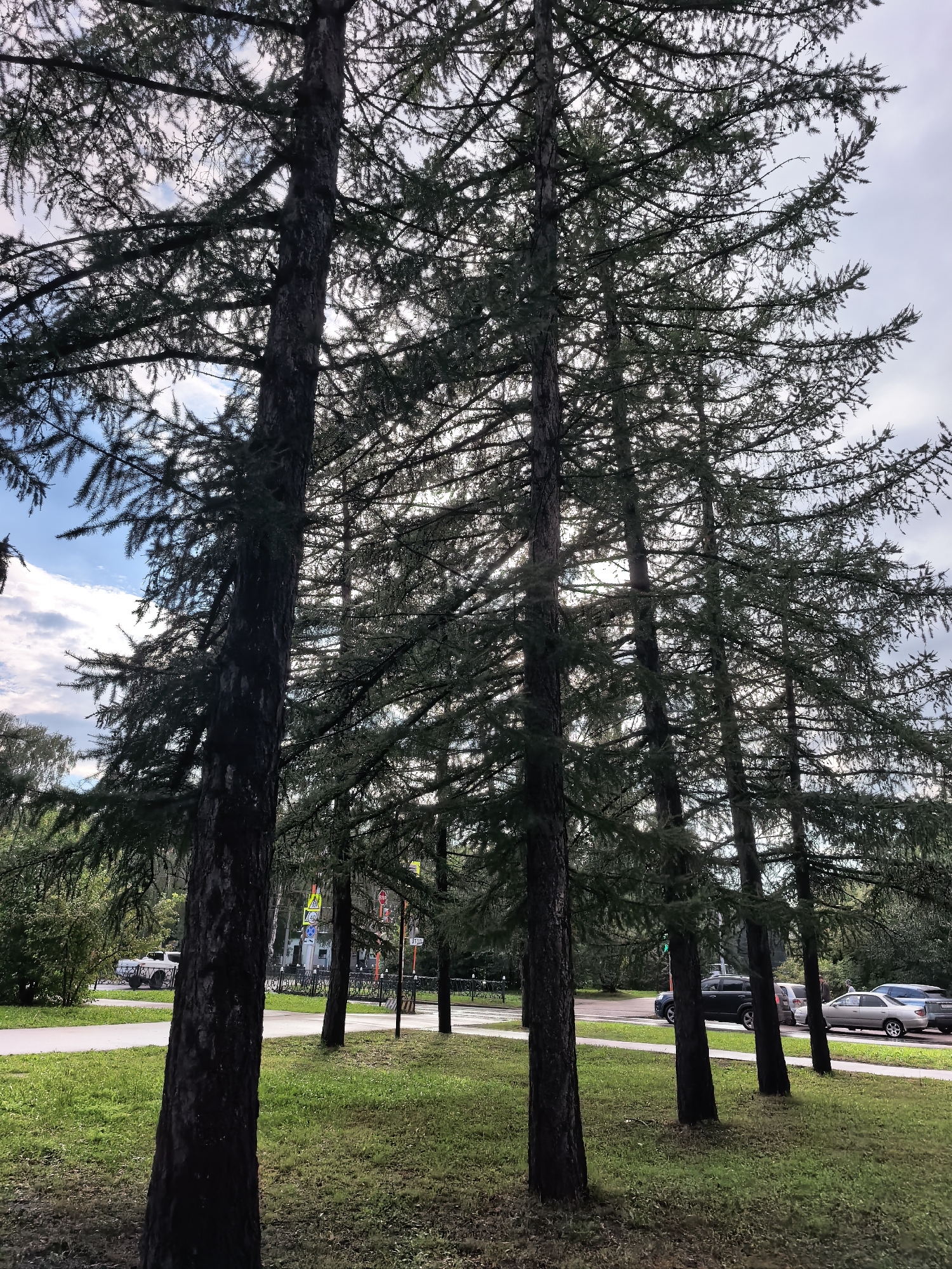 The image depicts a row of tall coniferous trees along a paved walkway and a grassy area. Beyond the walkway is a road with several parked and moving vehicles, including a white SUV, a dark SUV, and two sedans. Traffic lights and street signs are visible in the background. The sky is partly cloudy. The scene appears to be a park or a street in a city. The specific location is identified as Sterlitamak, Russia.