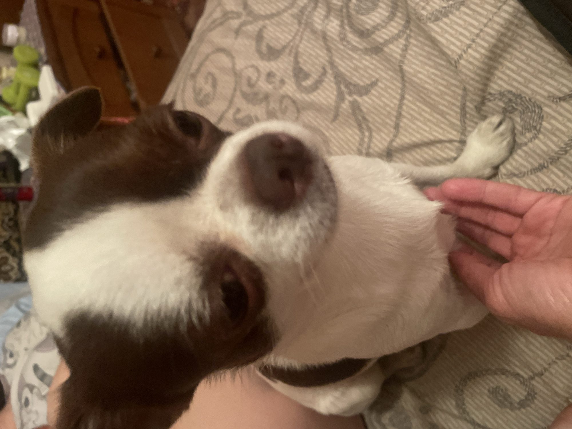 A brown and white chihuahua is being held on a bed. The dog's head is tilted down, and its eyes are partially closed. A person's hand is visible in the foreground, gently touching the dog's chest. The background shows a bedside table with some items on it and part of a dresser. The scene appears to be indoors, possibly in a bedroom.
