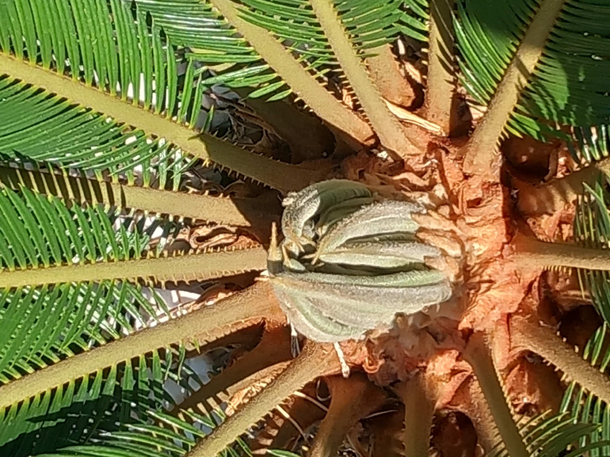 The image is a close-up, overhead view of the crown of a cycad plant. The central part of the plant shows new growth, a pale green, fuzzy structure that is tightly furled. Surrounding this central growth are the thick, woody stems of older fronds, some of which are covered in sharp, brown spines. The mature fronds, in various shades of green, fan out from the center of the image, their long, pinnately compound leaves creating a radial pattern. The background is indistinct, appearing to be a mixture of shadows, dry leaves, and possibly some soil or mulch. The lighting suggests it is daytime, with strong sunlight casting sharp shadows. The location is identified as Άγιος Νεκτάριος, Greece.