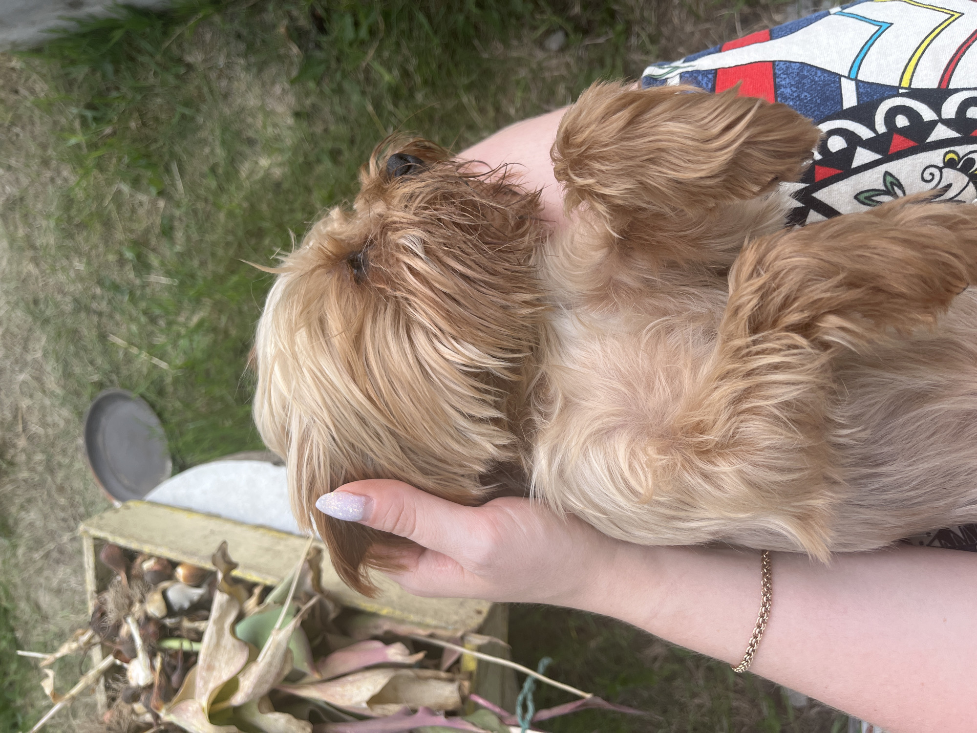 A person's arm, adorned with a gold bracelet, supports a small, tan Yorkshire Terrier dog. The dog is lying on its back, its head resting on the person's lap. The person's other hand is gently stroking the dog's head. In the background, a wooden crate filled with plant bulbs and dried leaves sits on the ground. The scene appears to be outdoors, with grass and dirt visible. The location is the city of Kovriga, Russia.