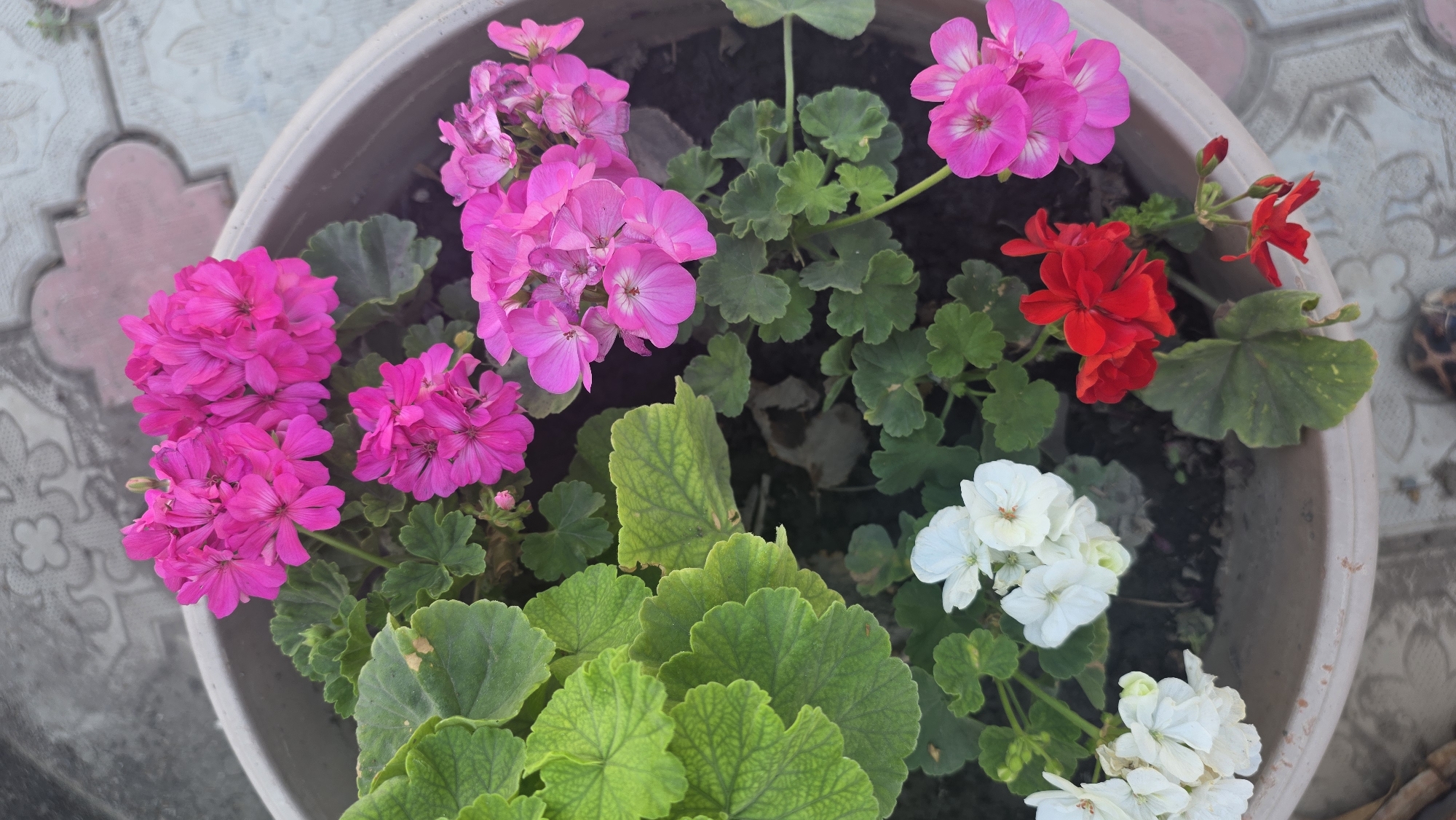 In a round, beige planter, a variety of geraniums are in bloom. Bright pink clusters of flowers are at the top and right of the planter. White flowers are located on the left side, and a single red flower is in the lower center. The planter is filled with dark soil and surrounded by lush green leaves. The planter sits on a surface of patterned pavers, some of which are pink and gray. The scene is outdoors, likely in a courtyard or garden area within Tokmok City, Kyrgyzstan.