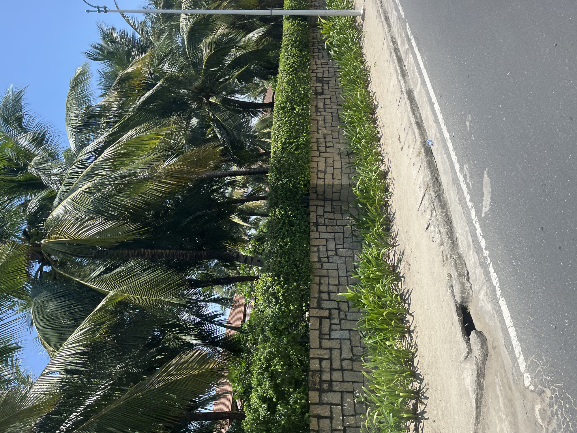 The image depicts a street scene in Nha Trang, Vietnam, under a clear blue sky. A paved road with a white dashed line runs along the right side of the frame. To the left of the road is a concrete sidewalk and a drainage ditch. A stone wall, constructed from irregularly shaped grey stones, borders the sidewalk. Above the stone wall is a dense green hedge, and behind the hedge, several palm trees with lush green fronds are visible. A portion of a terracotta-tiled roof can be seen peeking through the palm trees. In the foreground, along the edge of the stone wall, is a row of vibrant green, grass-like plants. The overall impression is of a tropical roadside environment.