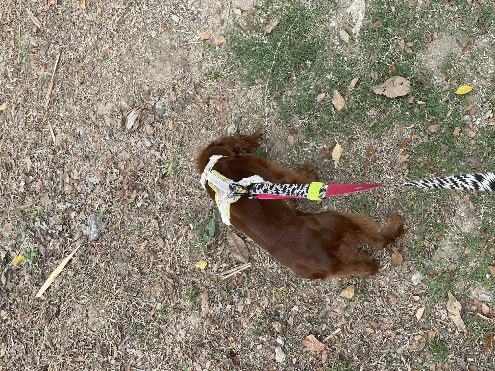 A brown dog is lying on the ground, wearing a harness and a leash. The ground is composed of dirt, dried leaves, and some patches of green grass. The location is Fa Ham, Thailand.
