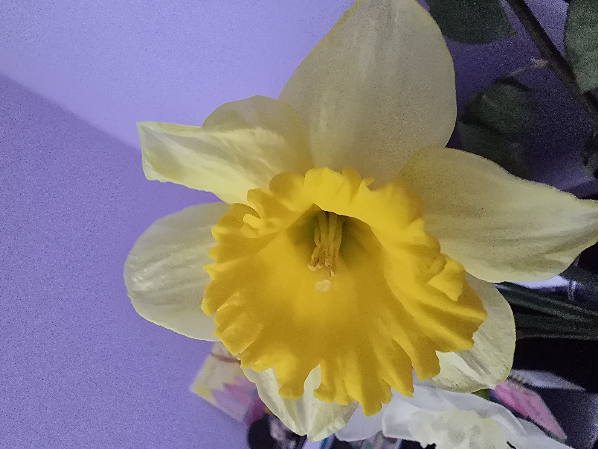 A close-up shot features a single daffodil with pale yellow petals and a ruffled, bright yellow trumpet. The background is a plain light purple. To the right of the flower, there is a glimpse of dark green stems and leaves. Lower right corner has white petals and other objects with pink and black colors.
The location of the flower in the city of Varna, Bulgaria cannot be determined by the image.