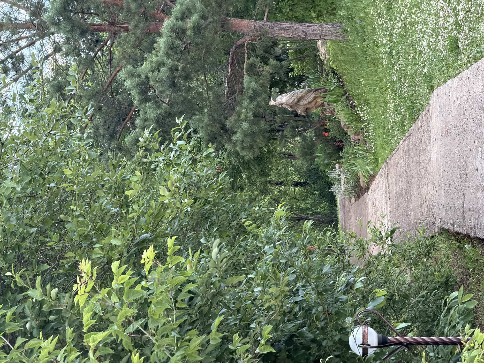 The image captures a serene outdoor scene, likely in Bol'shaya Ven'ya, Russia, during daylight. The setting is a garden or park with a winding concrete pathway leading into a lush, green landscape. Dense foliage, primarily trees and shrubs, dominates the foreground and mid-ground, creating a sense of natural enclosure. Among the greenery, a tall pine tree with a distinctive bent trunk stands prominently.
To the right of the pathway, a vibrant carpet of small white flowers adds a touch of delicate beauty to the scene, contrasting with the deep greens of the surrounding vegetation. In the background, more trees and the subtle hints of other garden elements, like a carved wooden or stone ornament, contribute to the tranquil atmosphere. The lighting suggests it's a moderately bright day, with soft light filtering through the leaves, creating a peaceful ambiance. No people or specific activities are visible, suggesting a quiet moment in nature. A decorative garden lamp with a white globe is partially visible in the lower right corner, adding a subtle man-made element to the otherwise natural setting. The overall impression is one of natural beauty and tranquility.