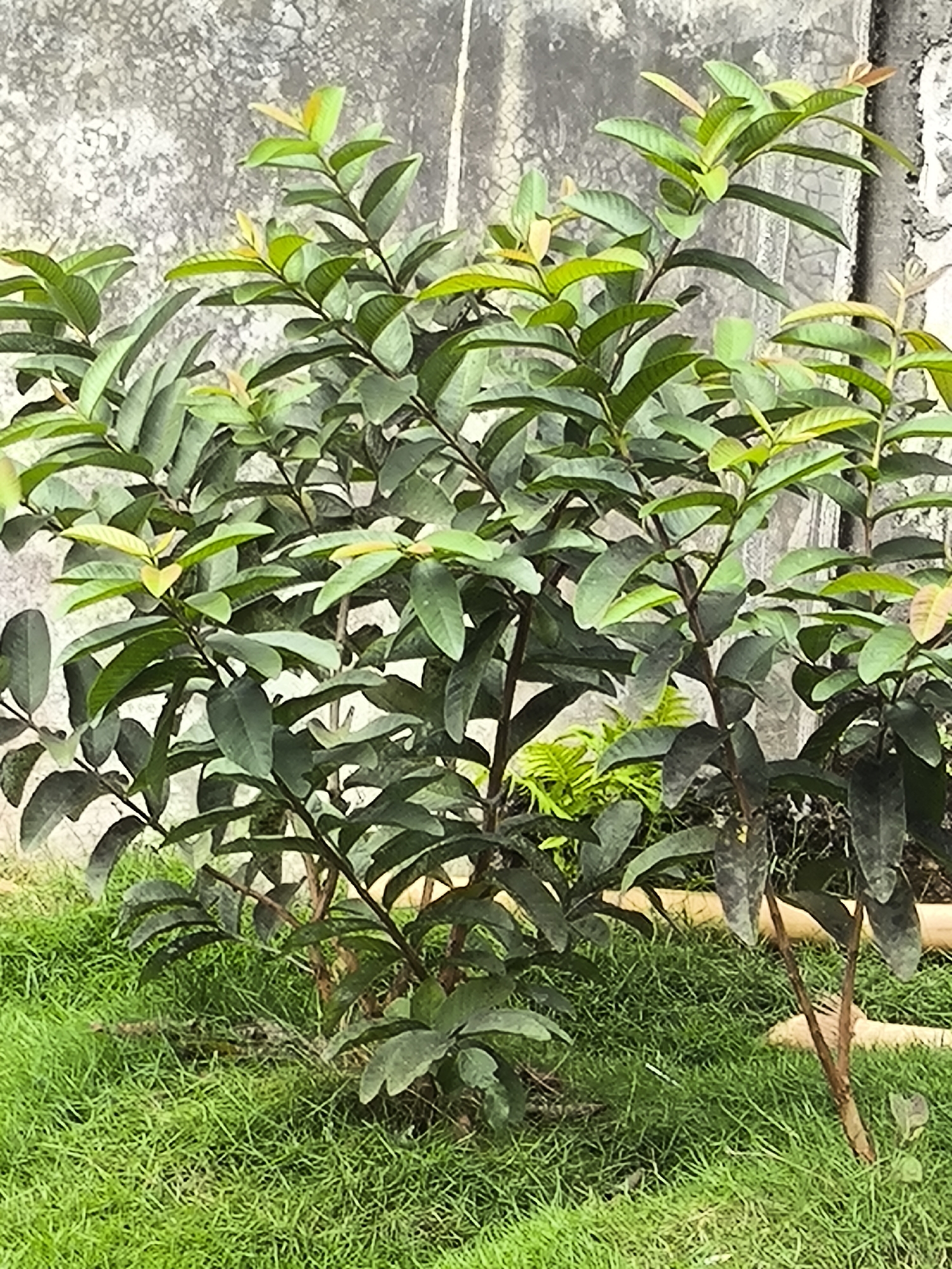 The image depicts a close-up view of a young guava tree with dark branches and numerous green leaves, some with a reddish hue. The tree is situated outdoors, with a textured concrete wall in the background and lush green grass in the foreground. In the lower middle section of the image, a small, young crocodile is partially visible, its scaly skin blending with the shadows and grass. The scene appears to be a garden or yard in Cintaratu, Indonesia, a coastal village known for its agricultural landscape and proximity to wildlife. The overall impression is one of natural, albeit somewhat precarious, coexistence between domestic greenery and wild fauna.
