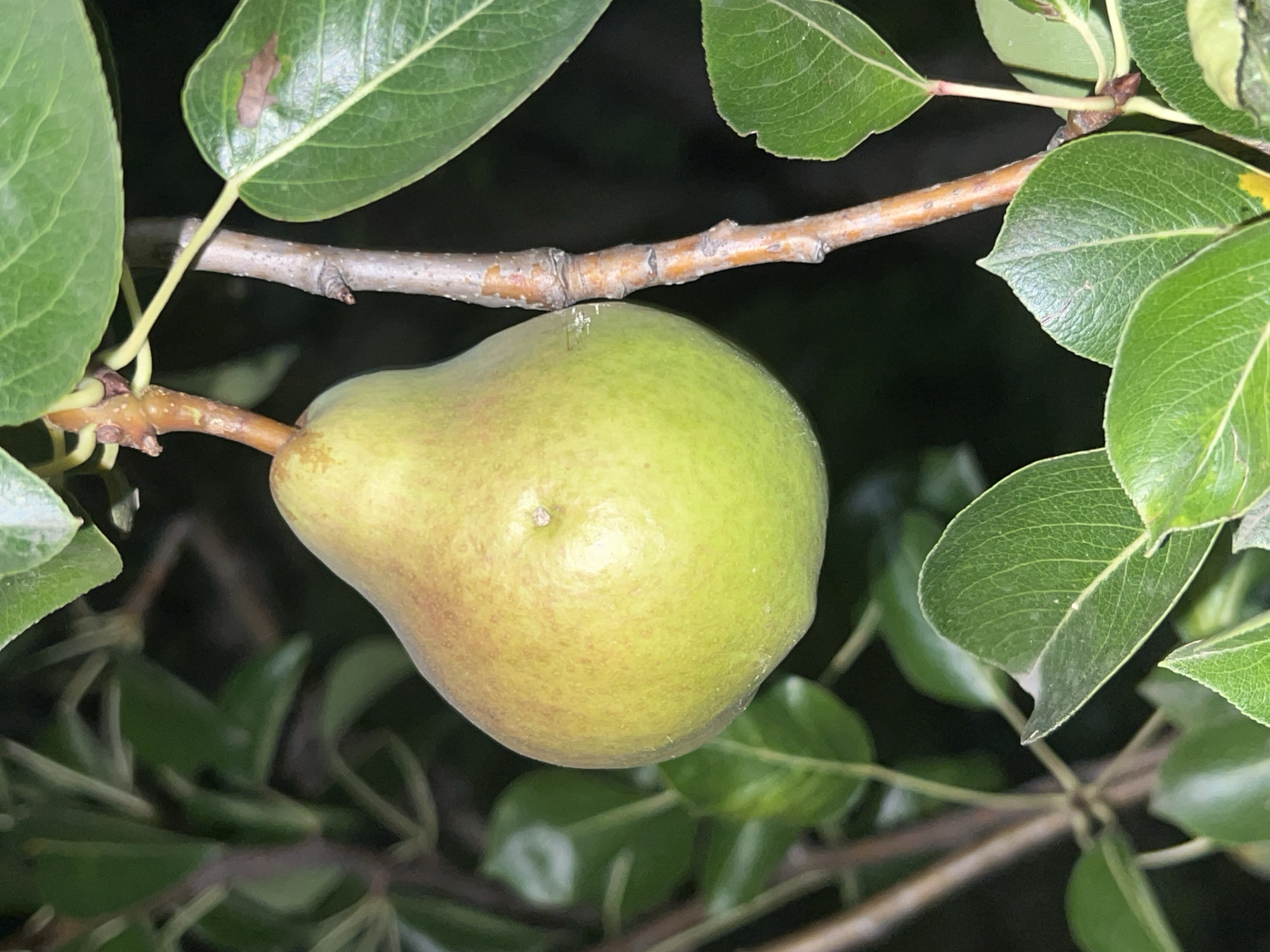 A close-up, eye-level shot captures a ripe, green pear hanging from a branch in a tree. The pear is positioned centrally in the frame, its smooth skin showing hints of yellow and red. It is attached to a thin, brown branch with a small stem. Several green leaves surround the pear and the branch, some in sharp focus, others blurred in the background. The overall background is dark and out of focus, suggesting an outdoor setting at dusk or night, possibly in a garden or orchard. The scene is located in Akandzhievo, Bulgaria.