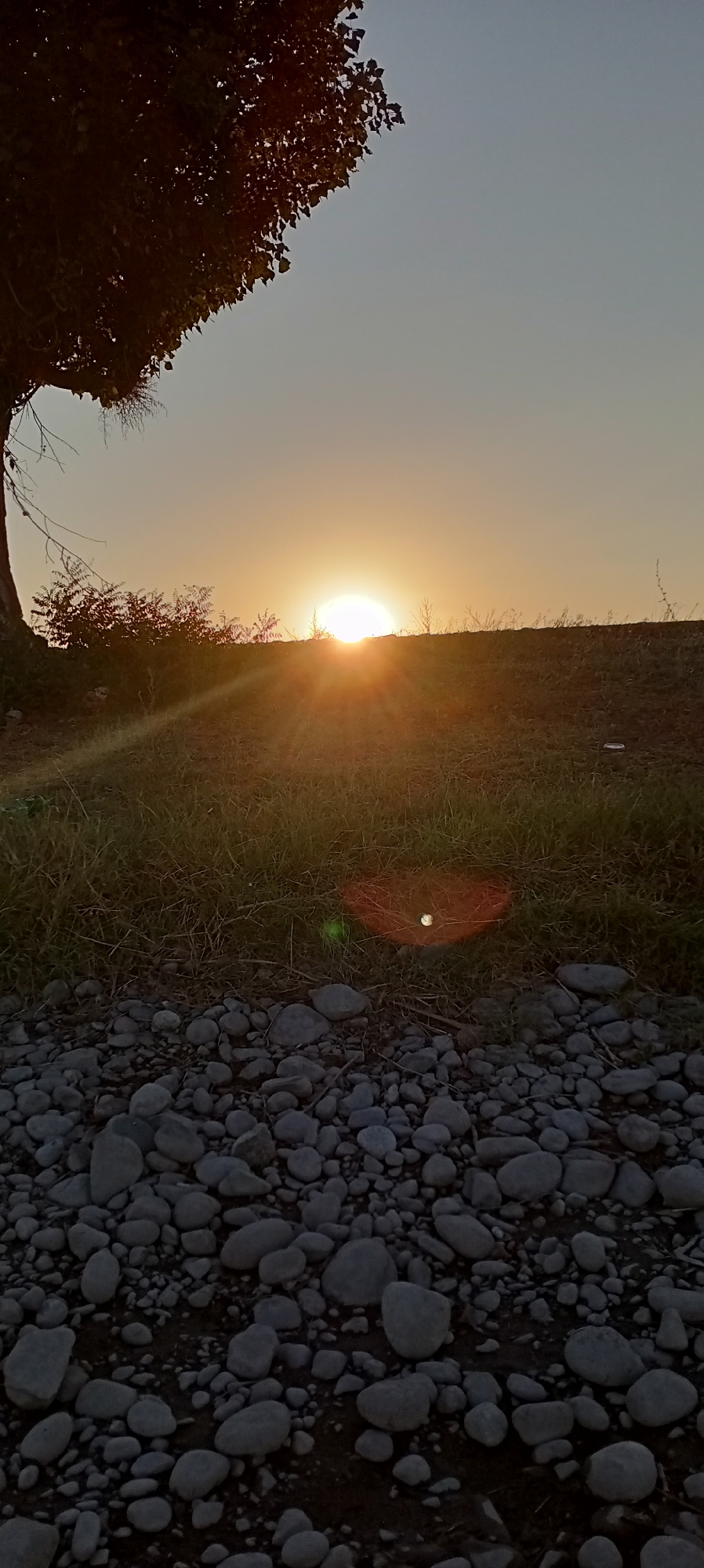 The image depicts a sunset scene with a sun low on the horizon, casting long rays of light across a grassy field. The foreground is filled with a scattering of grey rocks. A tree with dark leaves is visible on the left side of the frame, silhouetted against the sky. The sky is a gradient of pale orange and light blue. The scene appears to be outdoors in a natural environment, possibly a rural or undeveloped area, given the presence of grass, rocks, and a tree. There are no people or identifiable structures visible in the image. There is a lens flare in the middle of the image. There is no information within the image that indicates the location as the city of Aral, Kyrgyzstan.