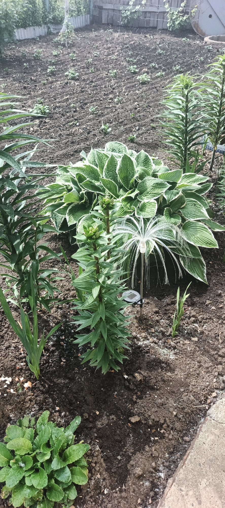 The image depicts a garden bed in Chaikovsky, Russia, featuring various plants and garden elements. In the foreground, a low-lying plant with lush green foliage is visible. Moving further back, a tall plant with pointed green leaves and budding flowers stands prominently. To its right, a decorative garden stake with a white, feathery top is partially obscured by the foliage. Behind these plants, a large hosta plant with variegated green and white leaves forms a dense cluster. In the background, the garden bed transitions to tilled soil, with smaller plants sparsely scattered. A wooden fence and some vegetation are visible in the far background, suggesting the garden is part of a larger outdoor space, possibly a backyard or allotment. The lighting indicates it is daytime, with sunlight casting shadows on the ground.