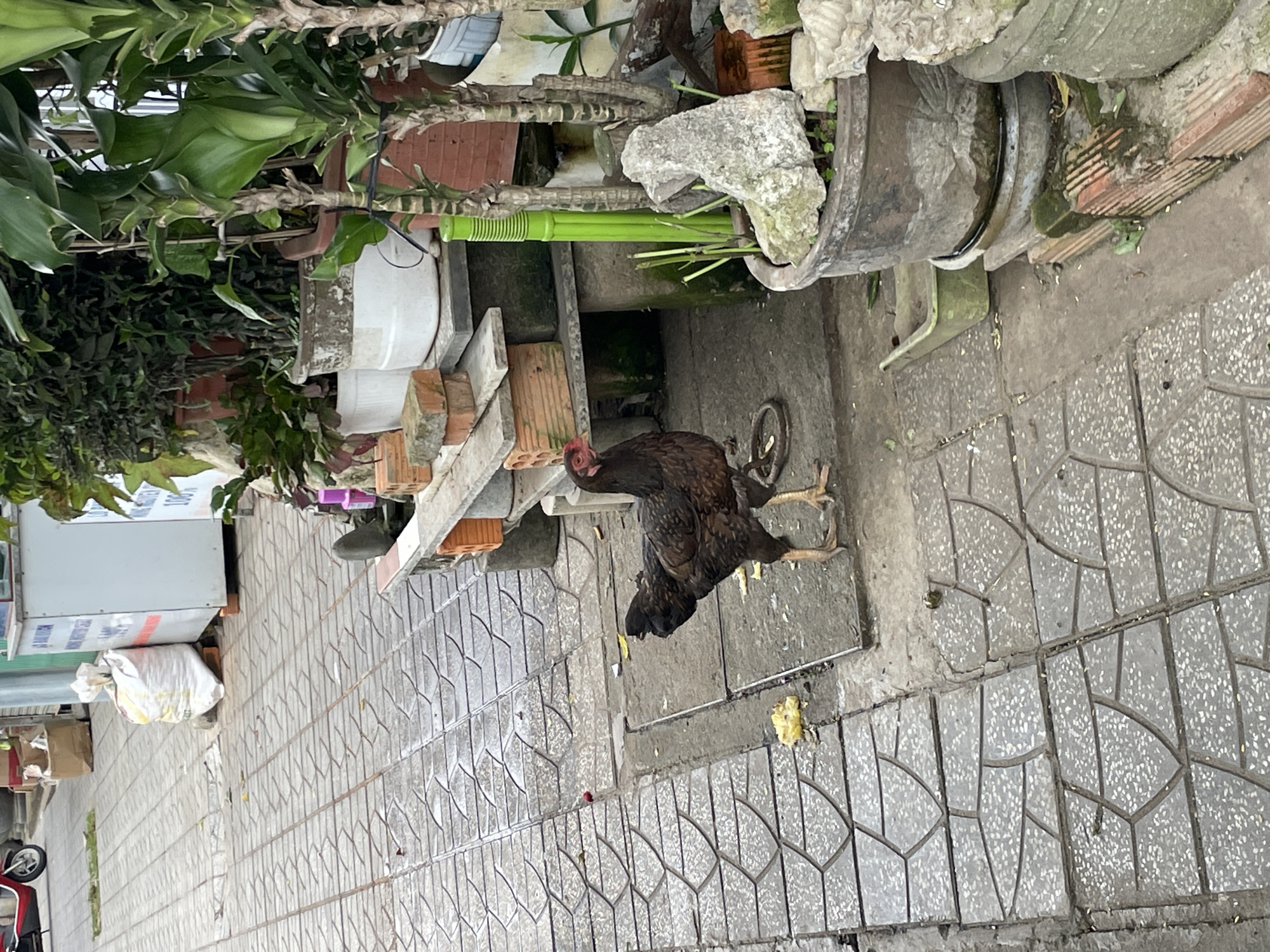 A lone brown hen stands on a paved sidewalk in front of potted plants and a bench. The hen is facing left, with its head turned to the right. Its feathers are dark brown and black, and it has a red comb and wattles. The hen is standing on a concrete slab, and there are some yellow scraps of food on the ground in front of it. The sidewalk is made of gray interlocking pavers. Behind the hen, there are several potted plants, including a large green plant with broad leaves and a smaller plant with dark green leaves. A wooden bench is placed behind the plants, and there are bricks stacked on the bench. A white plastic bag is leaning against a white cabinet to the left of the bench. The scene appears to be in an outdoor setting, possibly a market or a street. The presence of the hen suggests a rural or semi-urban environment. The overall impression is one of a mundane street scene, with a touch of unexpected wildlife. The image does not provide any specific clues about the exact location within Lâm Viên - Đà Lạt, Vietnam.