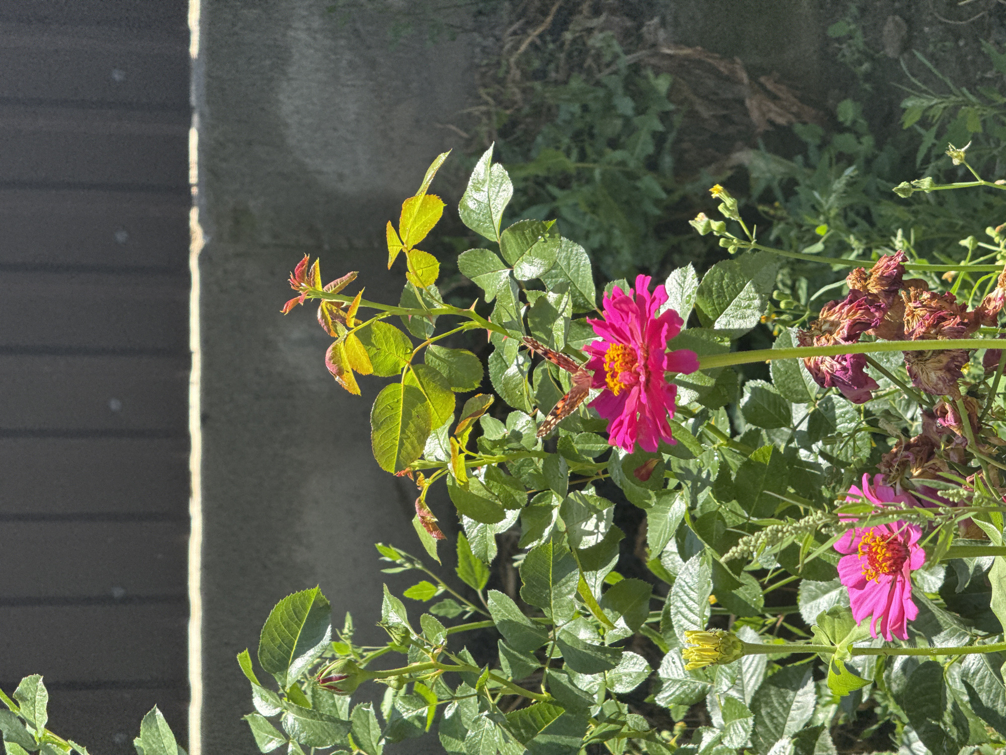 This is a close-up, eye-level, vertical shot of a garden with two vibrant pink zinnias in bloom and one bud. A butterfly with orange and black markings is perched on the larger, more central zinnia. The flowers are surrounded by lush green foliage. In the background, a weathered wooden fence runs horizontally across the top of the frame, with a concrete structure beneath it, suggesting an urban or semi-urban setting. The lighting indicates it is daytime, with sunlight highlighting the dew-kissed leaves and petals. The overall scene is one of natural beauty within a constructed environment, potentially a backyard or park in Boru-Bash, Kyrgyzstan, given the provided context. There are no people or animals visible other than the butterfly.