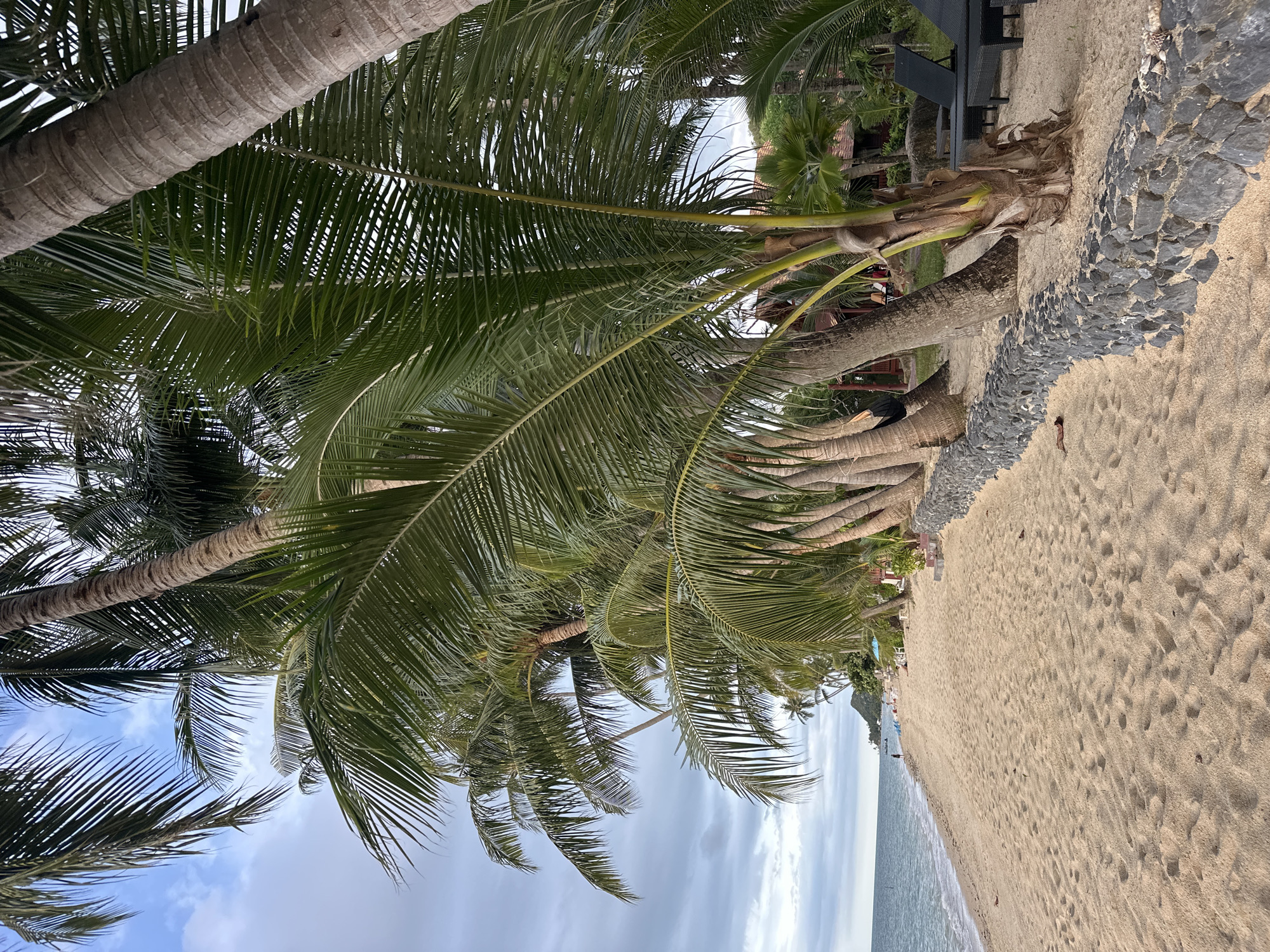This image depicts a tropical beach scene with numerous palm trees lining a sandy shore. The perspective is from below, looking up through the fronds of the palm trees towards a cloudy sky and the ocean. The sand is a light beige color and shows footprints, indicating it's a frequented area. Along the edge of the sand, a border of dark grey stones is visible, separating the beach from what appears to be vegetation and some resort-like structures. In the distance, along the shoreline, a few indistinct figures and beach chairs can be seen. The ocean is calm, with a light blue hue. The weather appears overcast, with a mix of grey and white clouds. The time of day is difficult to ascertain precisely due to the cloud cover, but it seems to be daylight. The location is identified as Baan Tai, Thailand, which aligns with the tropical vegetation and beach setting. The overall mood of the image is serene and relaxed, typical of a beach vacation. No text is visible in the image.