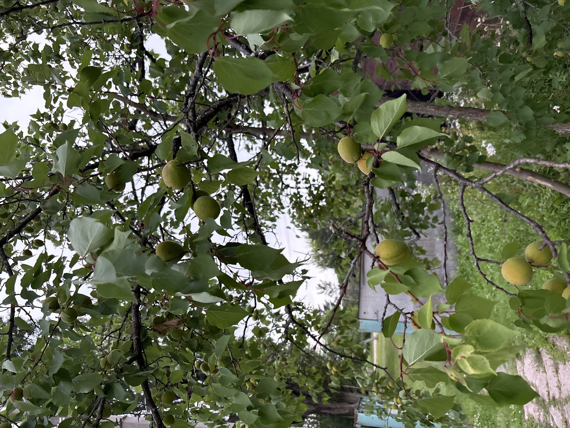 The image shows a close-up view of an apricot tree with several unripe green apricots on its branches. The tree is laden with lush green leaves, and its branches are dark and gnarled. In the background, a building with a light-colored wall and a portion of a blue fence can be seen. The setting appears to be outdoors, with grass and some white wildflowers visible on the ground. The sky is overcast and a pale gray. The image was taken in the city of Siniy Gay, Russia. There are no people or animals visible in the image, and no apparent actions or interactions are taking place. The overall scene is natural and depicts a fruit-bearing tree in an outdoor environment.