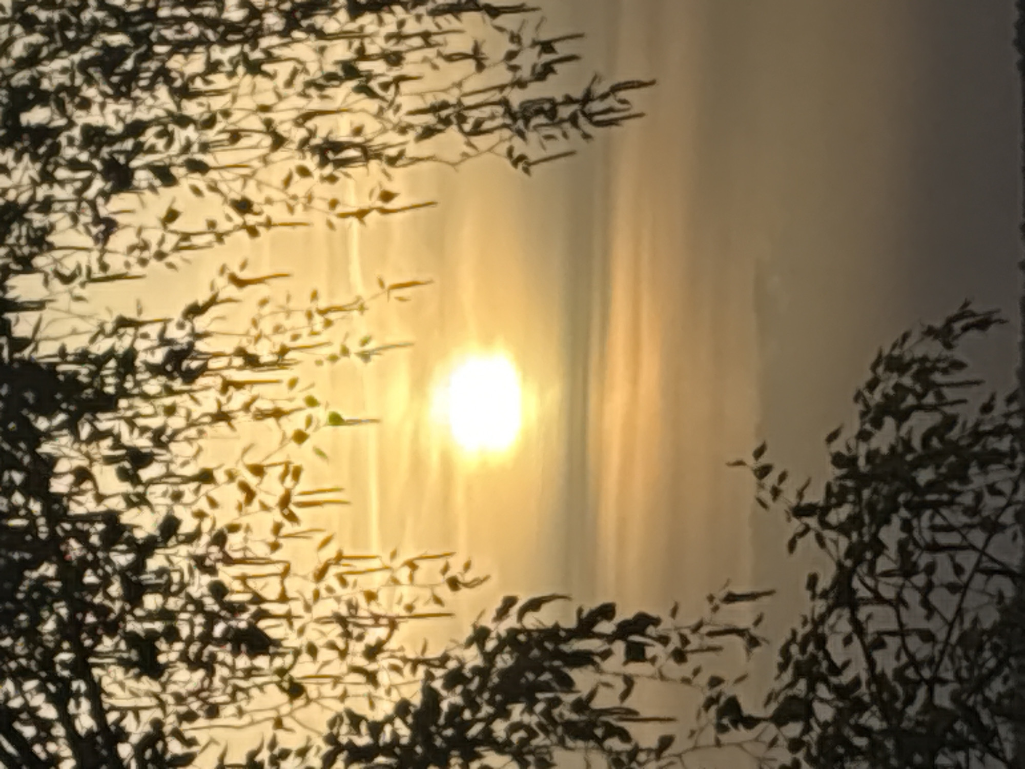 The image captures a bright, circular light source, likely the sun, positioned near the center. The light filters through a layer of clouds or haze, creating a diffused glow. In the foreground, silhouettes of branches and leaves from trees frame the light source on both sides, suggesting a natural setting. The location, Schifflange, Luxembourg, cannot be confirmed or denied based on this image alone.