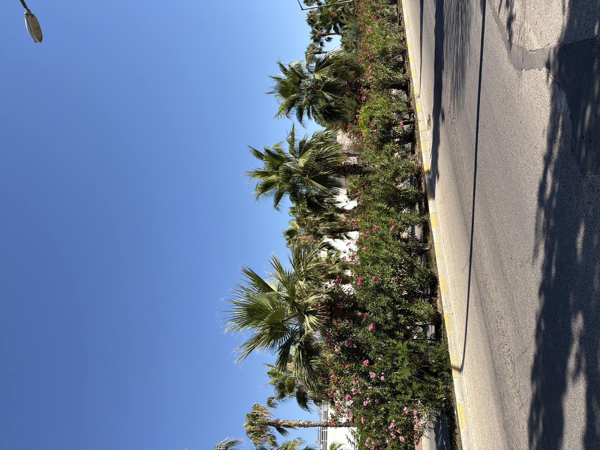 A street lined with palm trees and flowering bushes is visible under a clear blue sky. The road is paved with asphalt and has a yellow and grey curb. In the background, there are buildings and more palm trees. A streetlamp is visible in the upper right corner. The scene appears to be in a warm, sunny climate, consistent with Kemer, Turkey. There are no people or animals visible in the image.