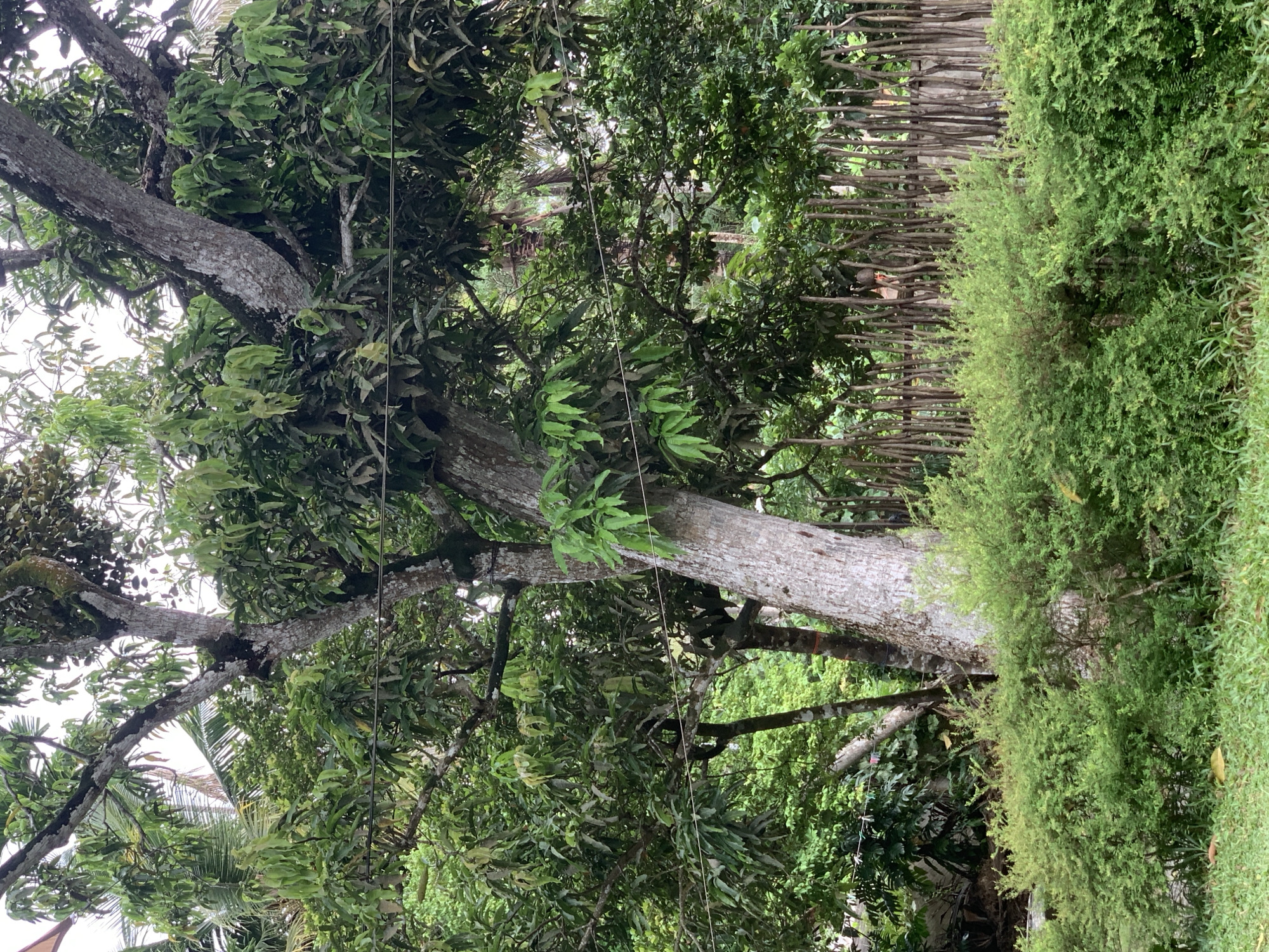 The image depicts a dense canopy of green foliage dominated by a large tree with a thick, textured trunk and extensive branches laden with leaves. The tree's bark is a light grey with darker, rough patches. Smaller trees and various green shrubs are visible in the background, creating a lush, natural environment. A rustic fence made of vertical wooden stakes runs across the middle ground. The ground in the foreground is covered with short green grass and a few fallen leaves. The overall impression is of a natural, possibly rural or semi-rural setting, characteristic of the landscape in Kabalana, Sri Lanka. There are no people or animals visible in the image. The lighting suggests an overcast day.