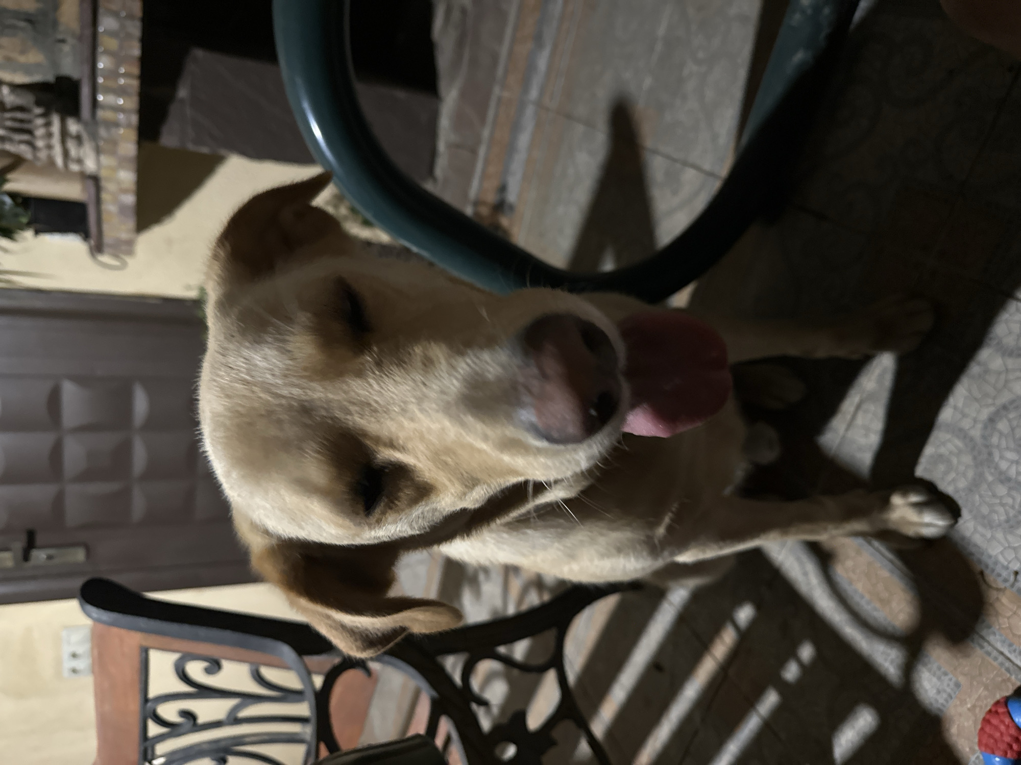 The image shows a medium-sized, light-colored dog with its tongue hanging out, appearing to be panting. The dog is sitting on a tiled floor, with some patterned shadows cast across it, possibly from fencing or furniture. In the background, there is a dark-colored door with a metal handle and a light-colored electrical outlet on the wall. To the left, a portion of a dark-colored bench with ornate metalwork is visible. To the right, a curved green object, possibly part of a chair or railing, is present. The overall environment suggests an outdoor or semi-outdoor setting, possibly a patio or courtyard. There is no clear indication of the specific location within Sochi, Russia.