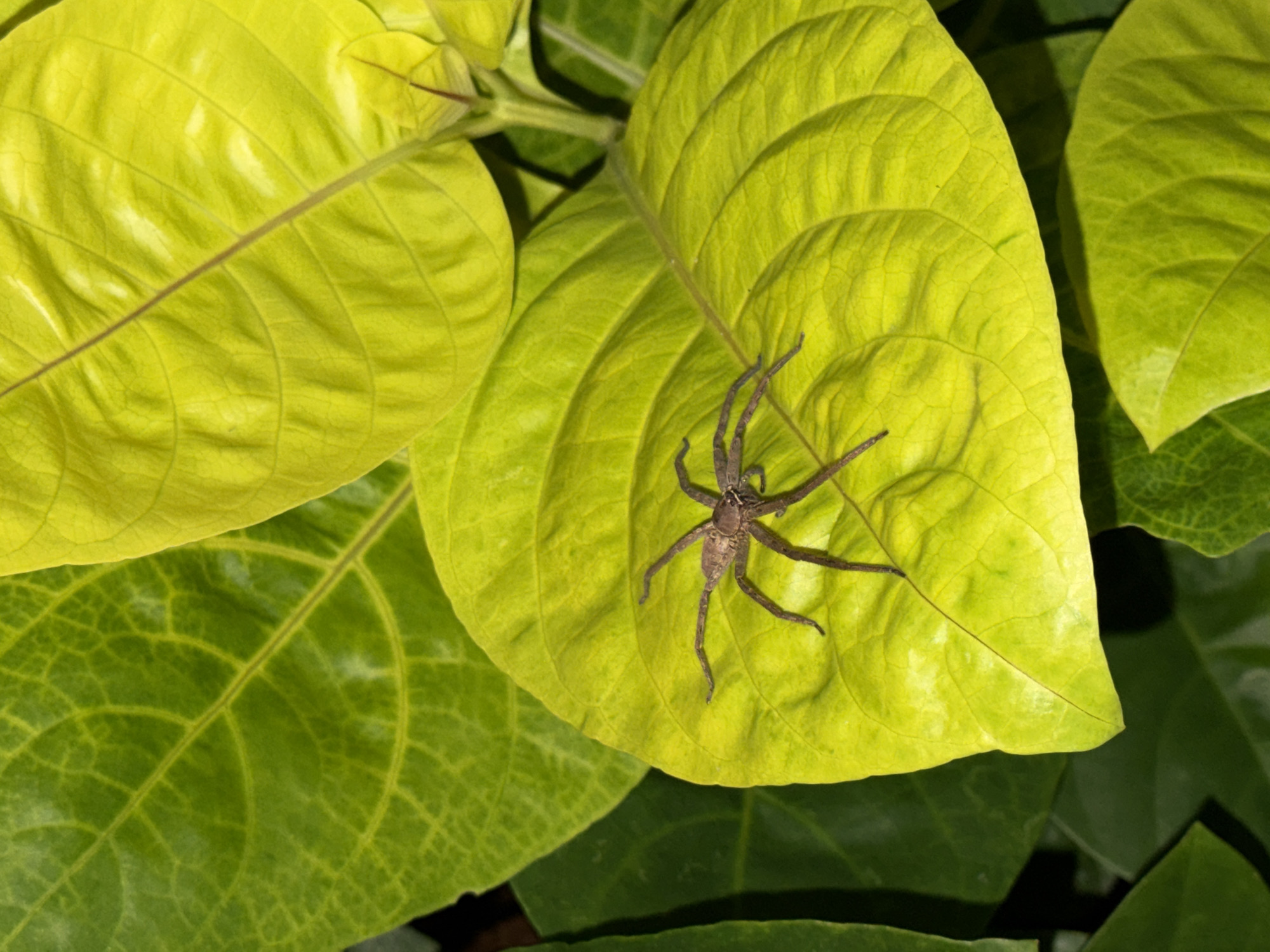 A spider is positioned on a large, bright yellow-green leaf, part of a cluster of similar leaves. The spider is brown with long, slender legs spread across the leaf's surface. The leaves are veined and appear smooth, situated in an outdoor environment in Kutuh, Indonesia. The overall lighting suggests natural daylight.