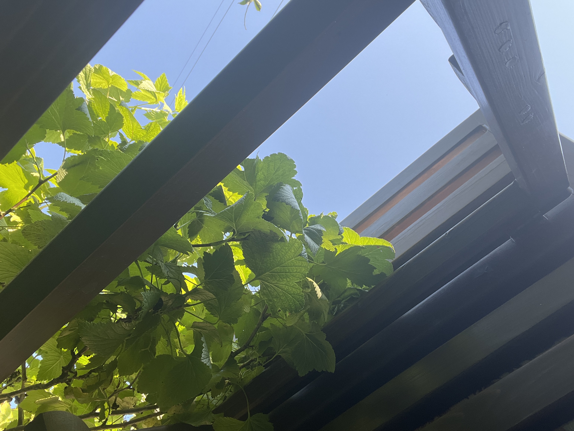 The image shows a low-angle view looking up through the slats of a dark-colored wooden structure, possibly a pergola or gazebo. Lush green leaves of a plant, likely a vine or shrub, are hanging down from above, partially obscuring the bright blue sky. Sunlight filters through the leaves, creating dappled lighting. The wooden slats are oriented diagonally, with some showing grain and texture. In the distance, against the sky, thin wires are visible. The scene appears to be outdoors, with no people or animals present. The setting is likely a garden or a yard. The location is identified as Lopatino, Russia.
