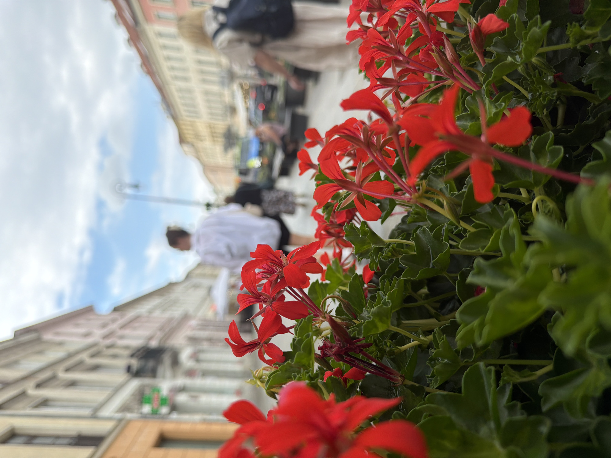 A close-up shot of vibrant red flowers with green leaves dominates the foreground, with an out-of-focus city street scene in the background. Several people are walking on the sidewalk, and buildings line both sides of the street. The sky is cloudy. One person in the foreground is wearing a white shirt and black shorts. Another person in the background is wearing a light-colored dress and a backpack. A street lamp is visible in the distance.